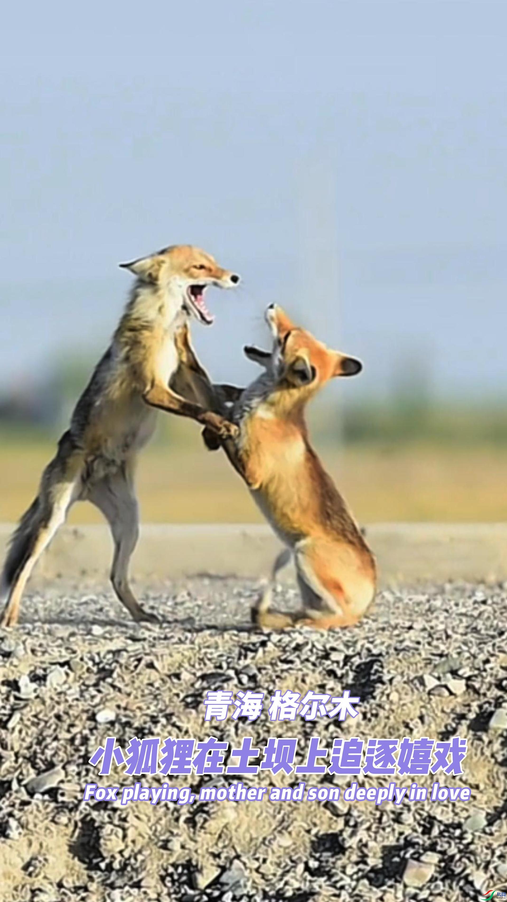 �ຣ ���ľ С������������׷����Ϸ-����.jpg