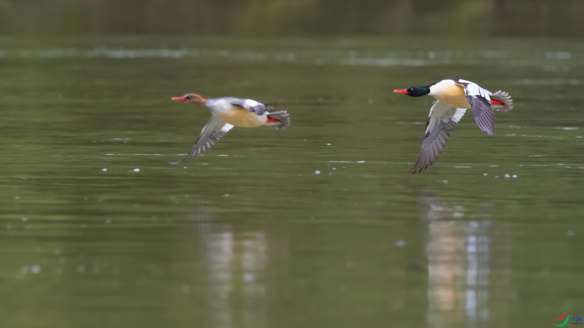 DSC_9763_DxOa.jpg