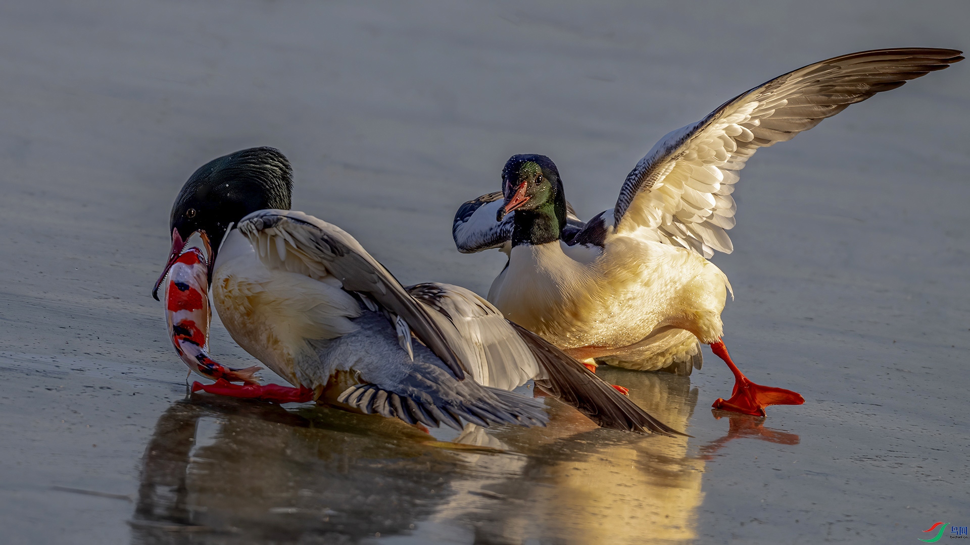 DSC_0410-.jpg