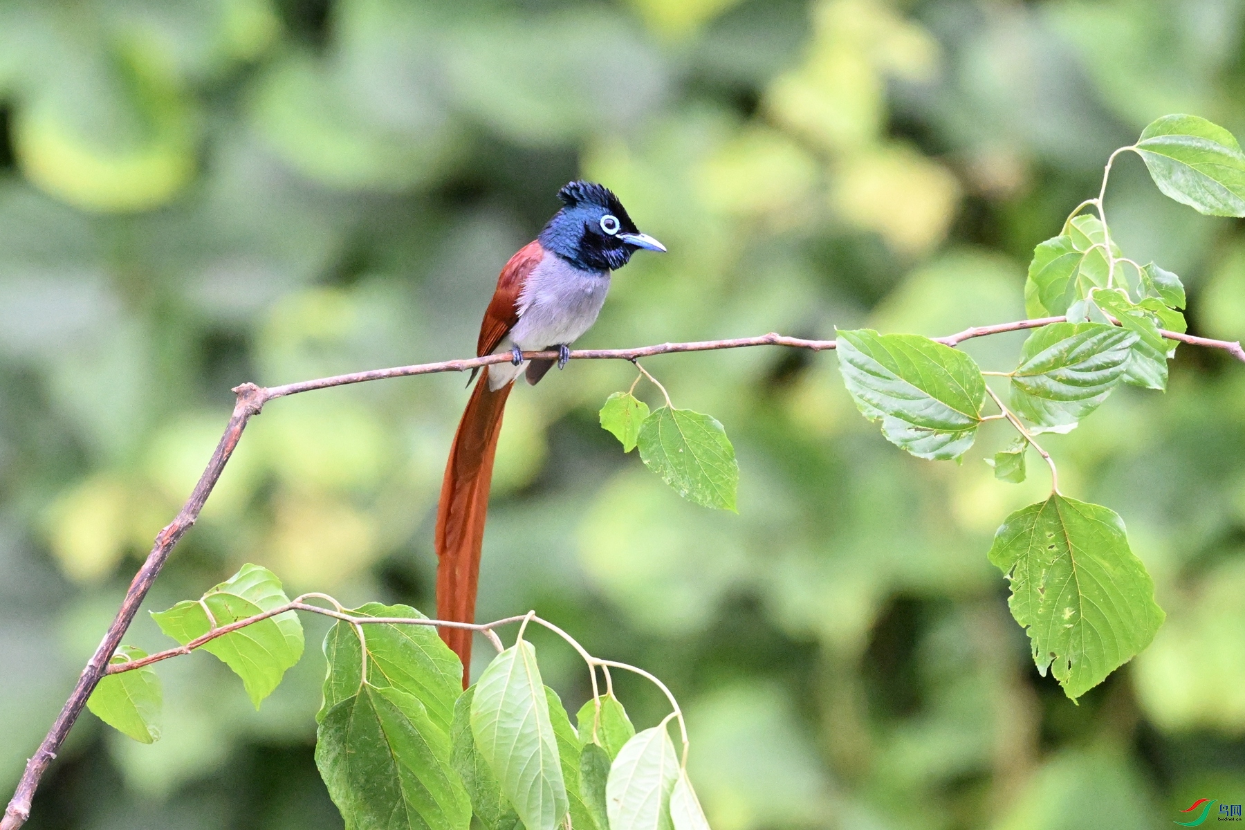 DSC_6785.JPG