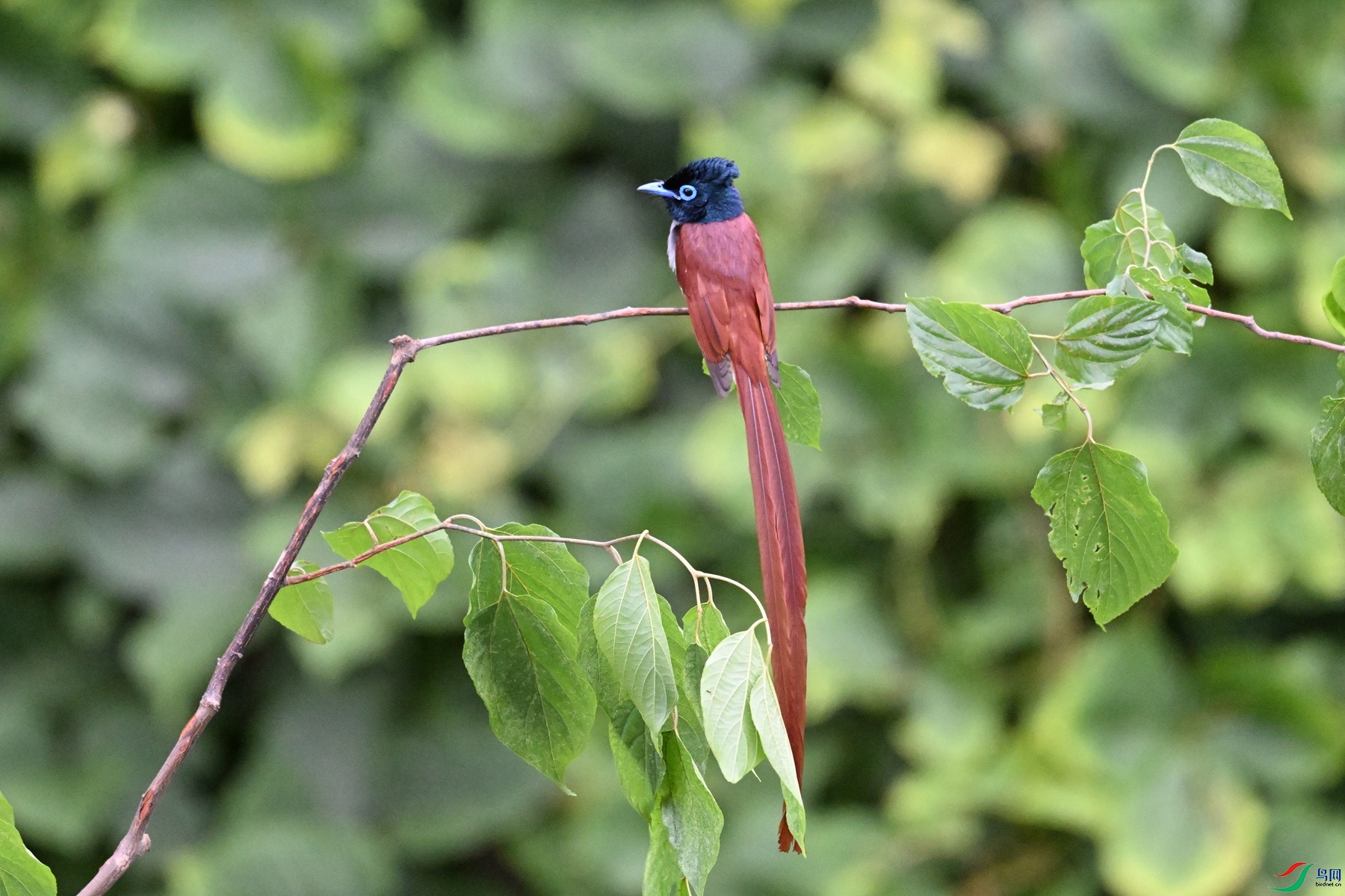 DSC_6799.JPG