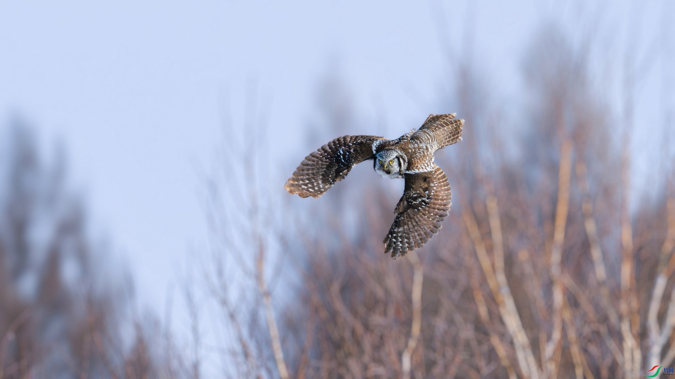 DSC_2520-����ǿ-NR ���� 2020.jpg