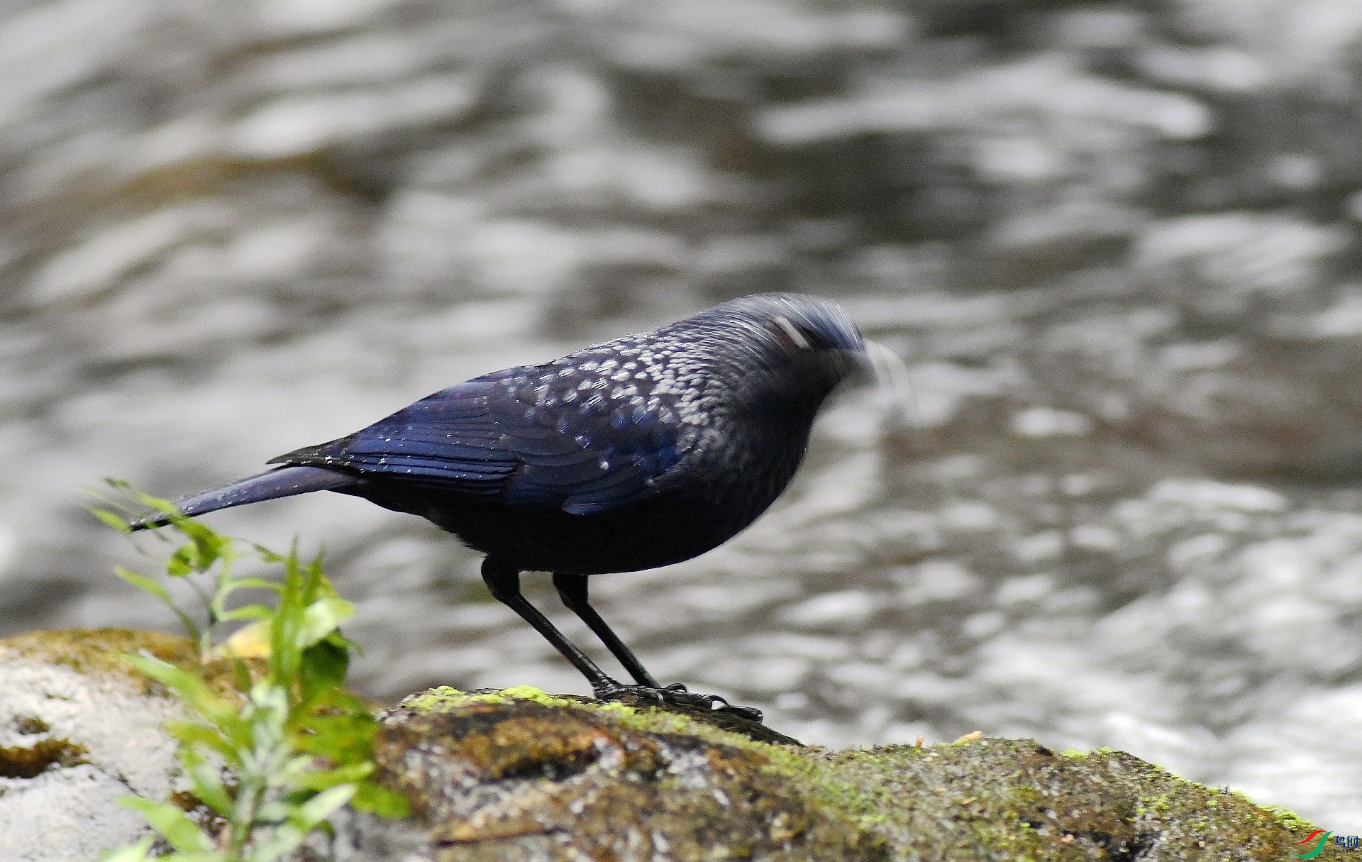 DSC_1520.jpg