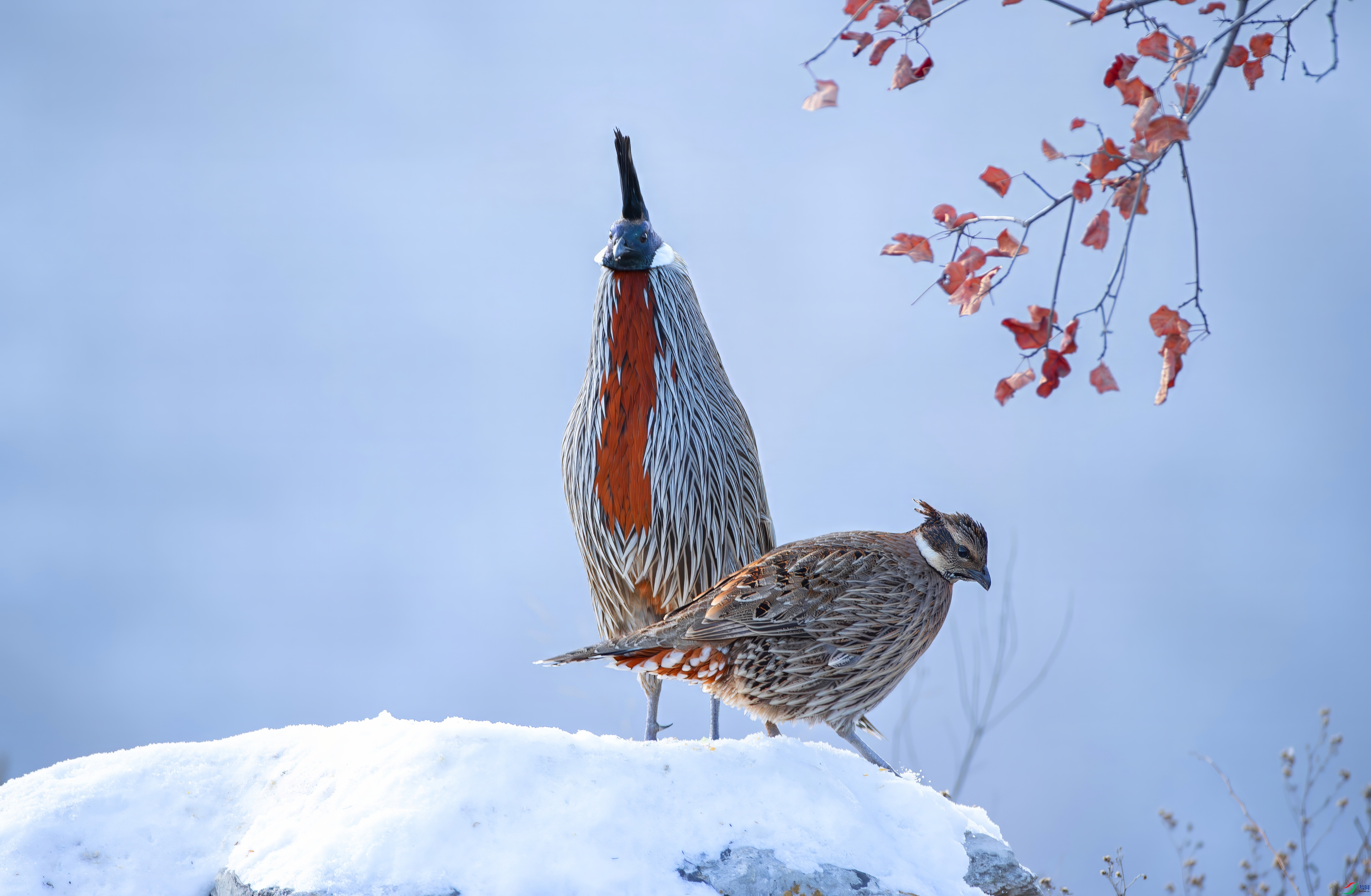 _E0I8721-topaz-denoise.jpeg