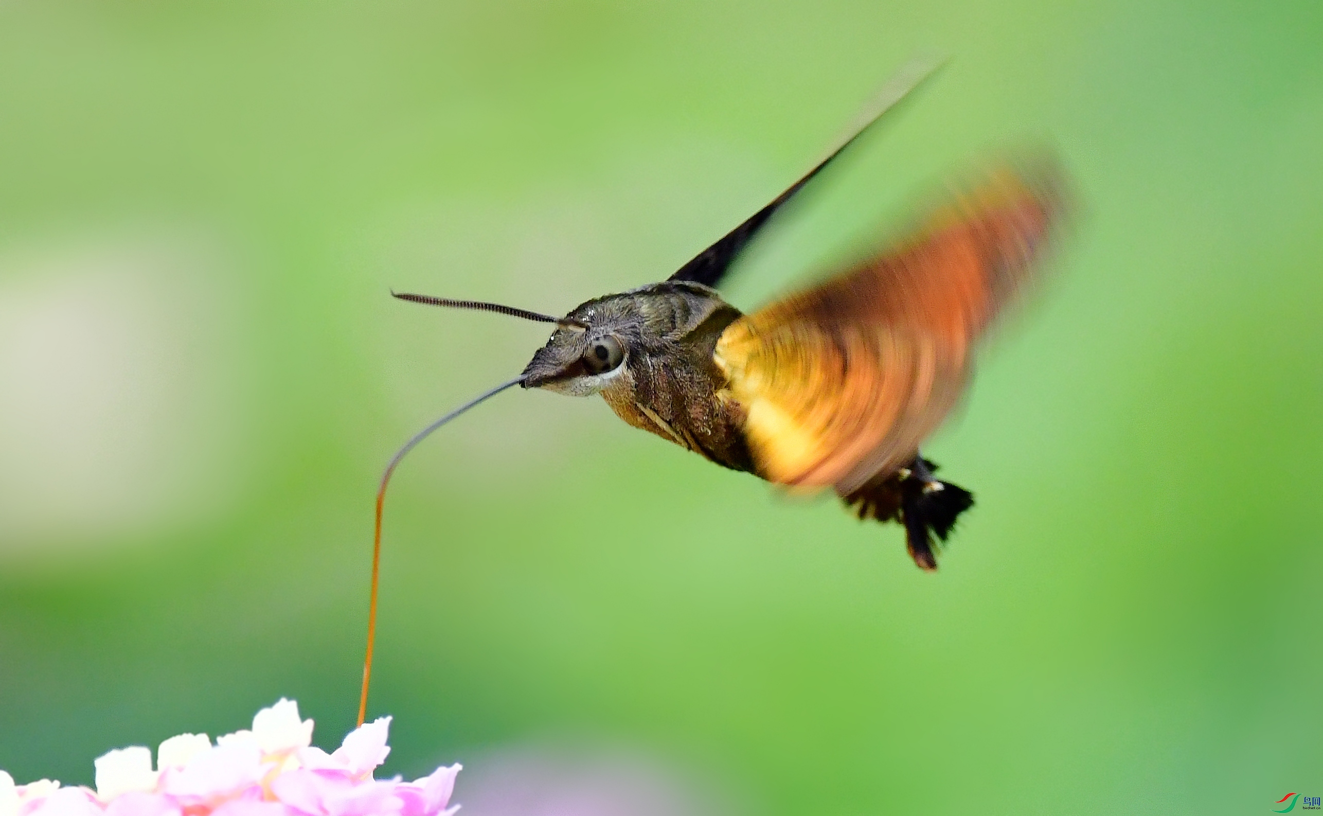 DSC_2801_conew6.jpg