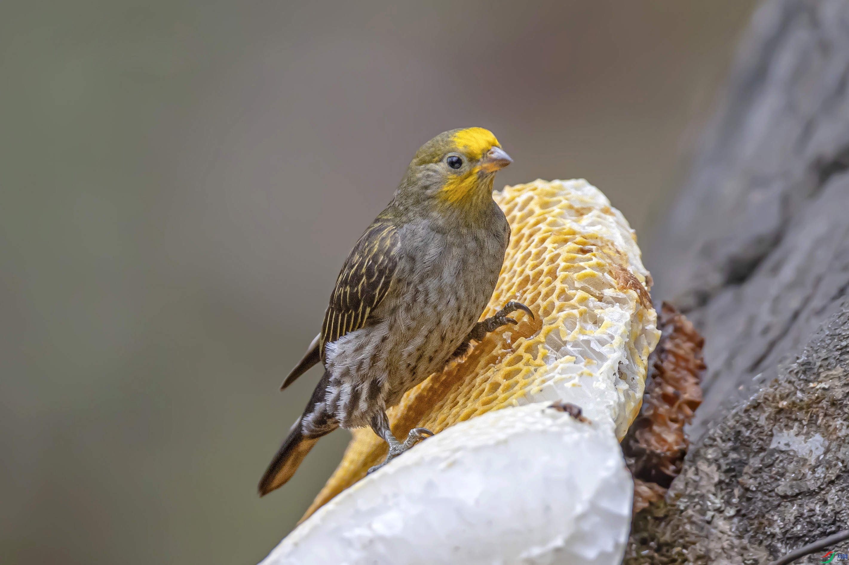 A46I1163_1 ���� 2.jpg