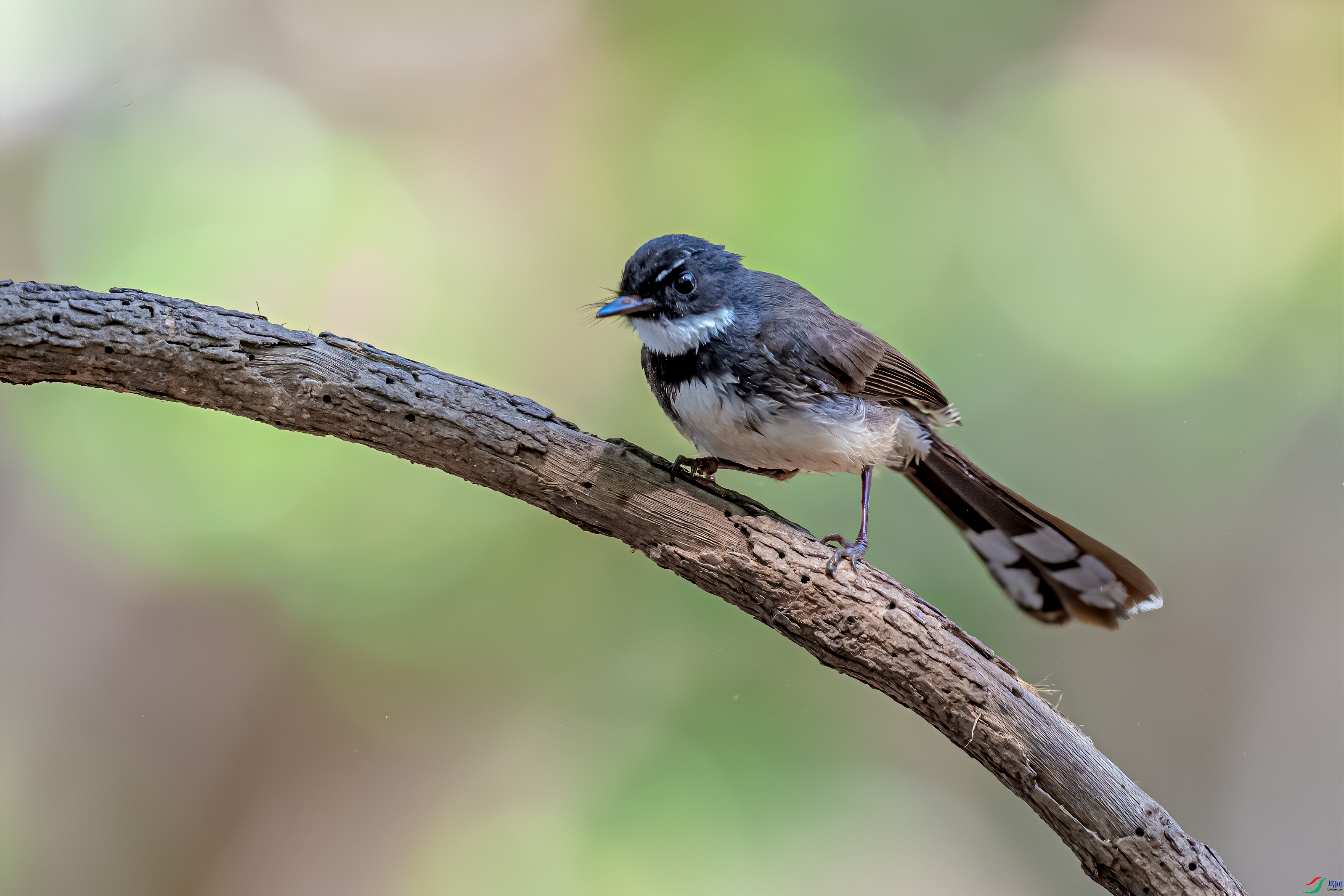 DSC_2733-1.jpg