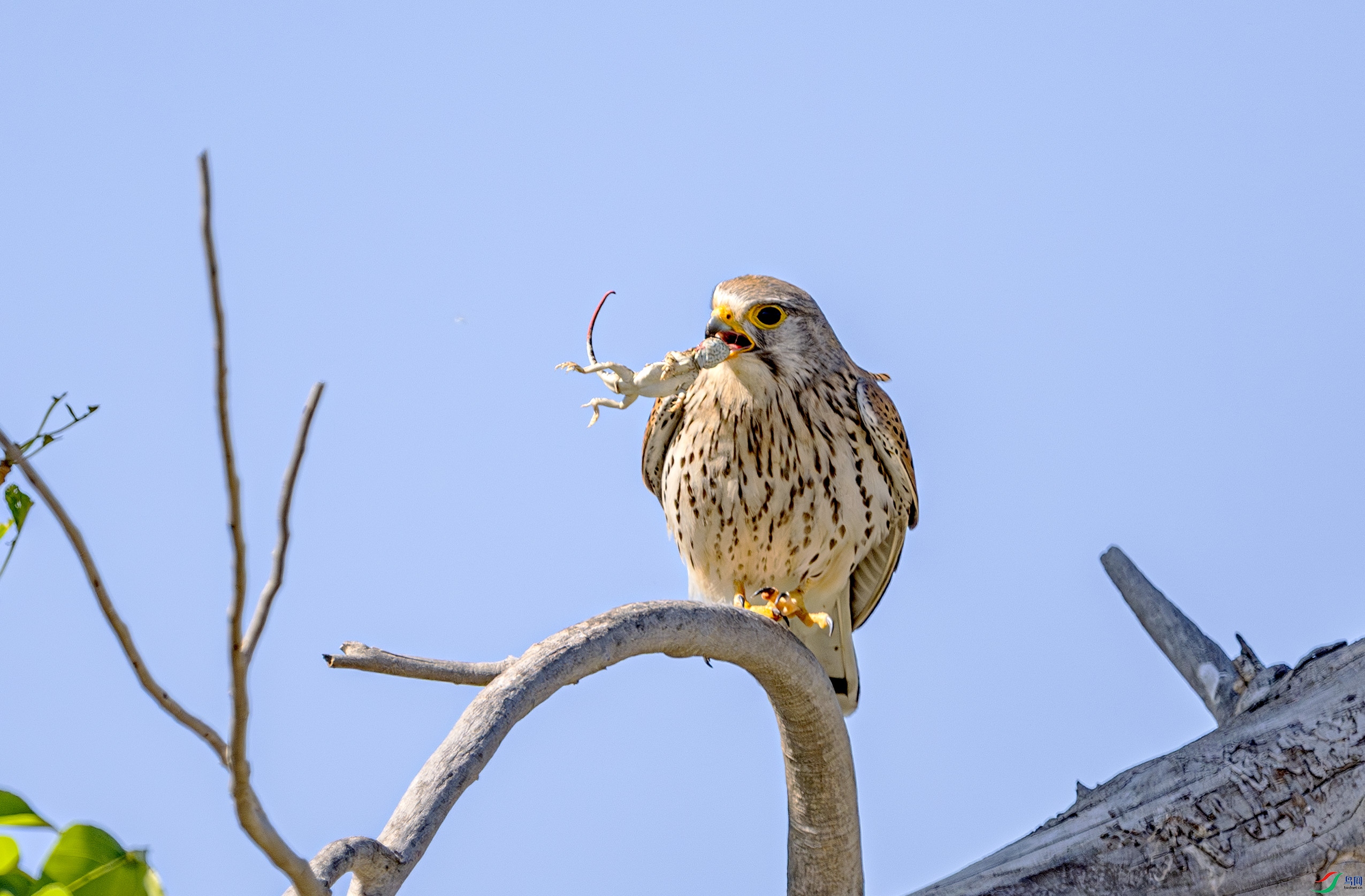 DSC_4718-����ǿ-NR ����.jpg