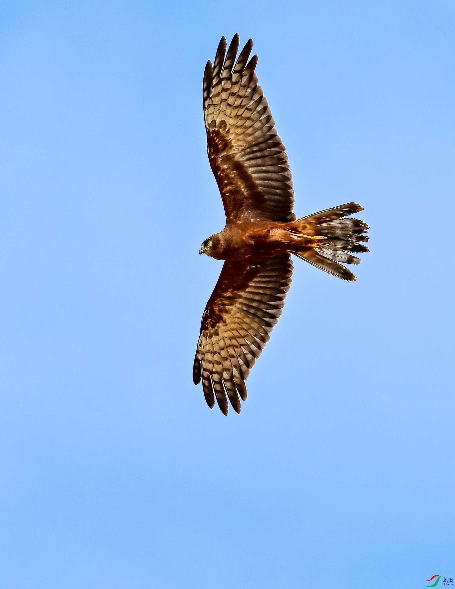 DSC_6701_conew1.jpg