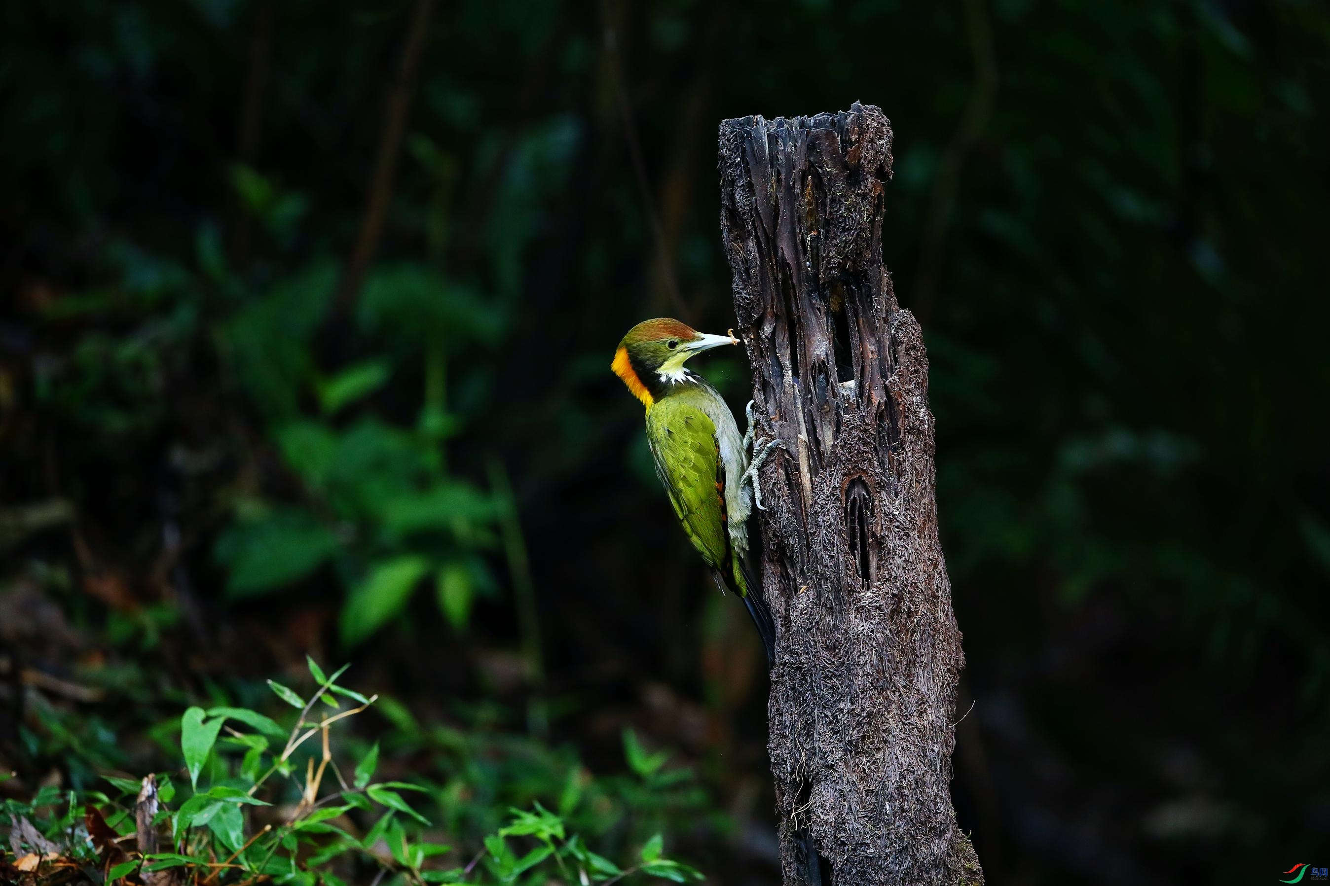 ������ľ�� (59).JPG