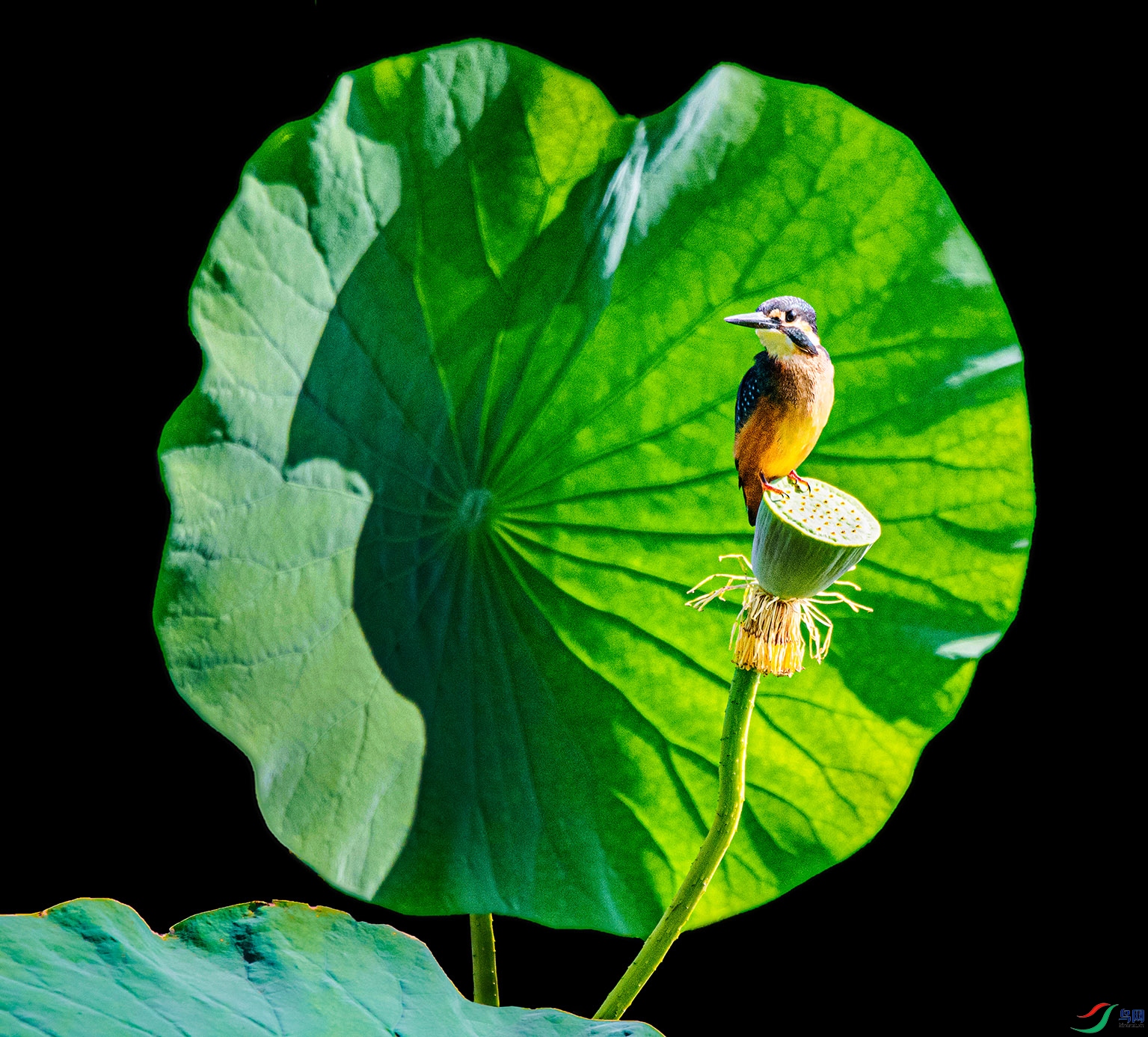 DSC_9965(1) ����.jpg