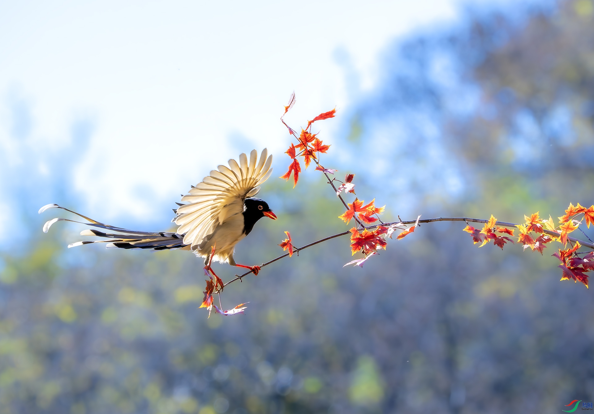 DSC01575-����ǿ-NR ����.jpg