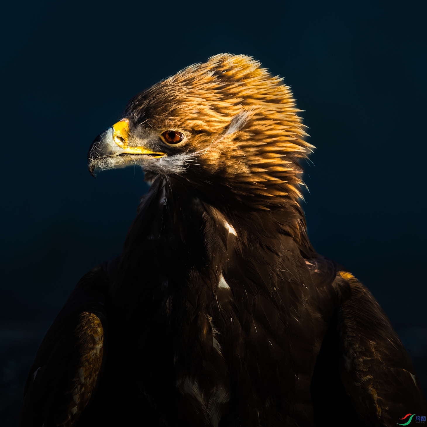 ���----����ӥ�