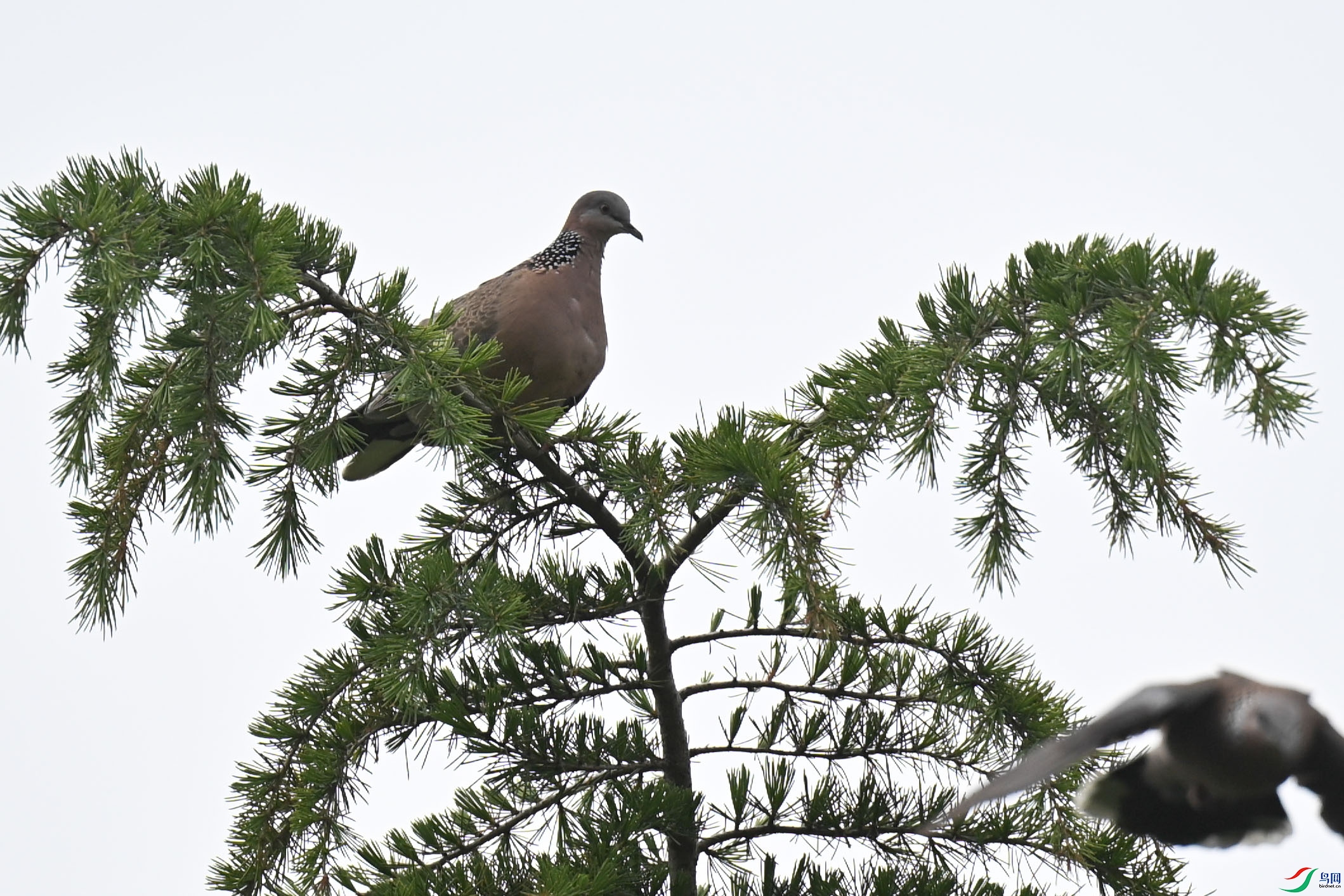 DSC_6677.jpg