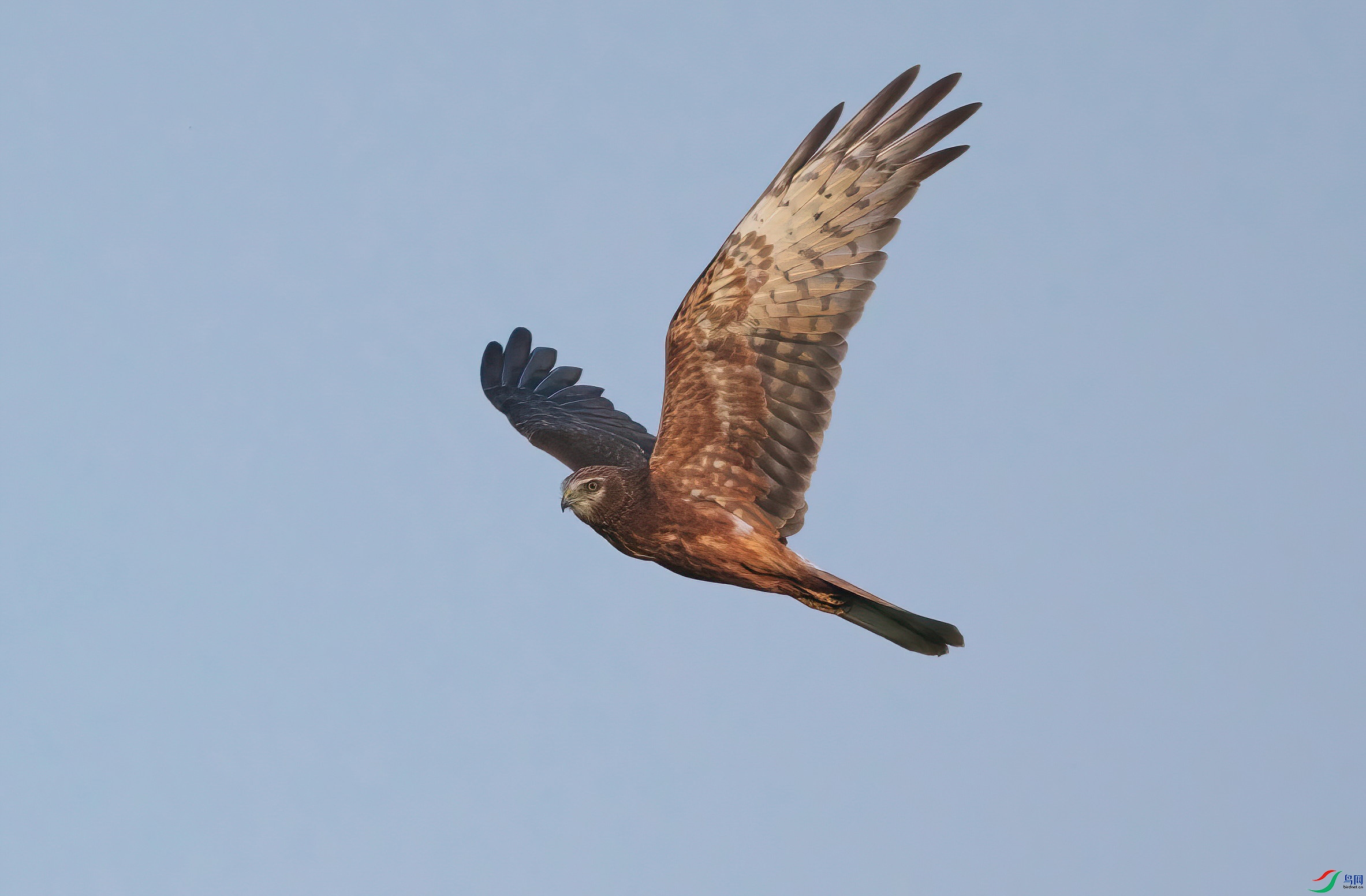 DSCF3509-Dsp.jpg