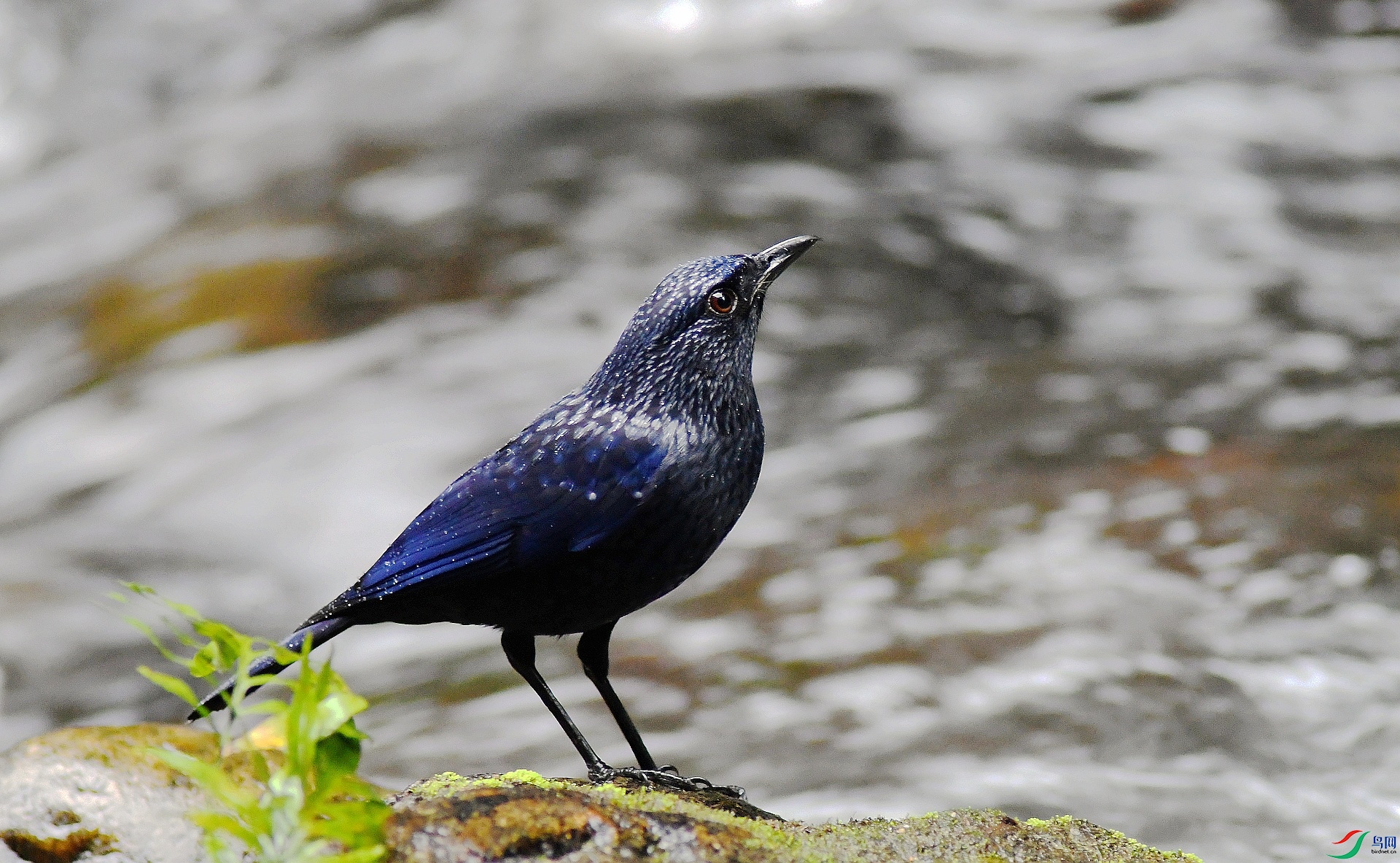 DSC_1531.jpg