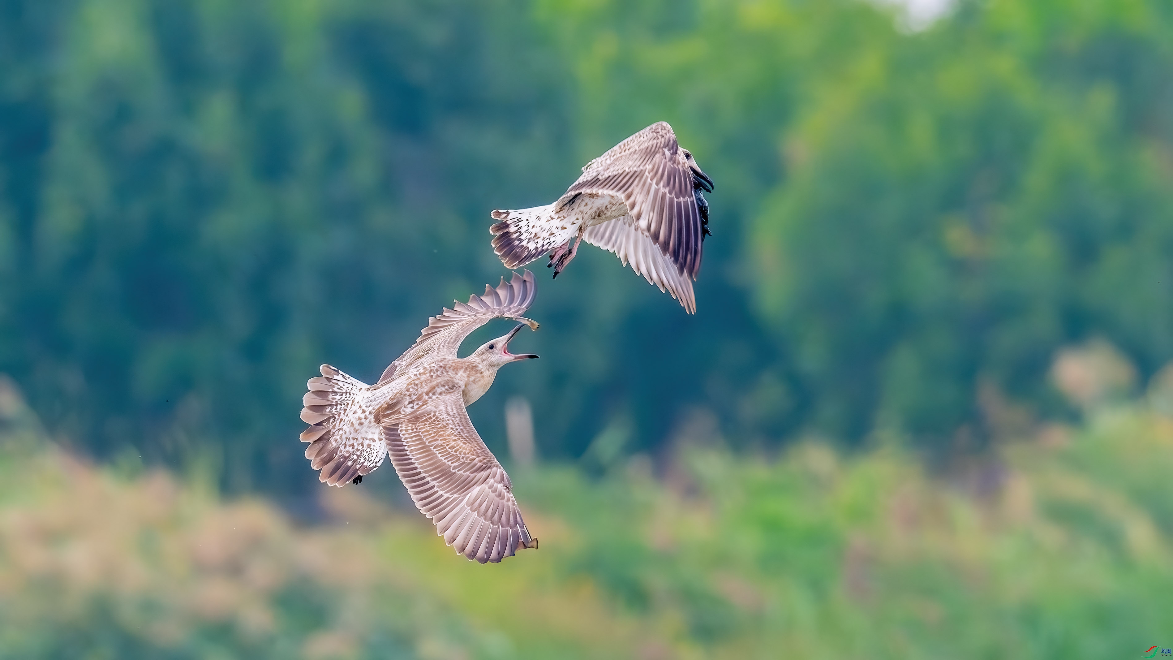 DSC_5772-����ǿ-NR.jpg