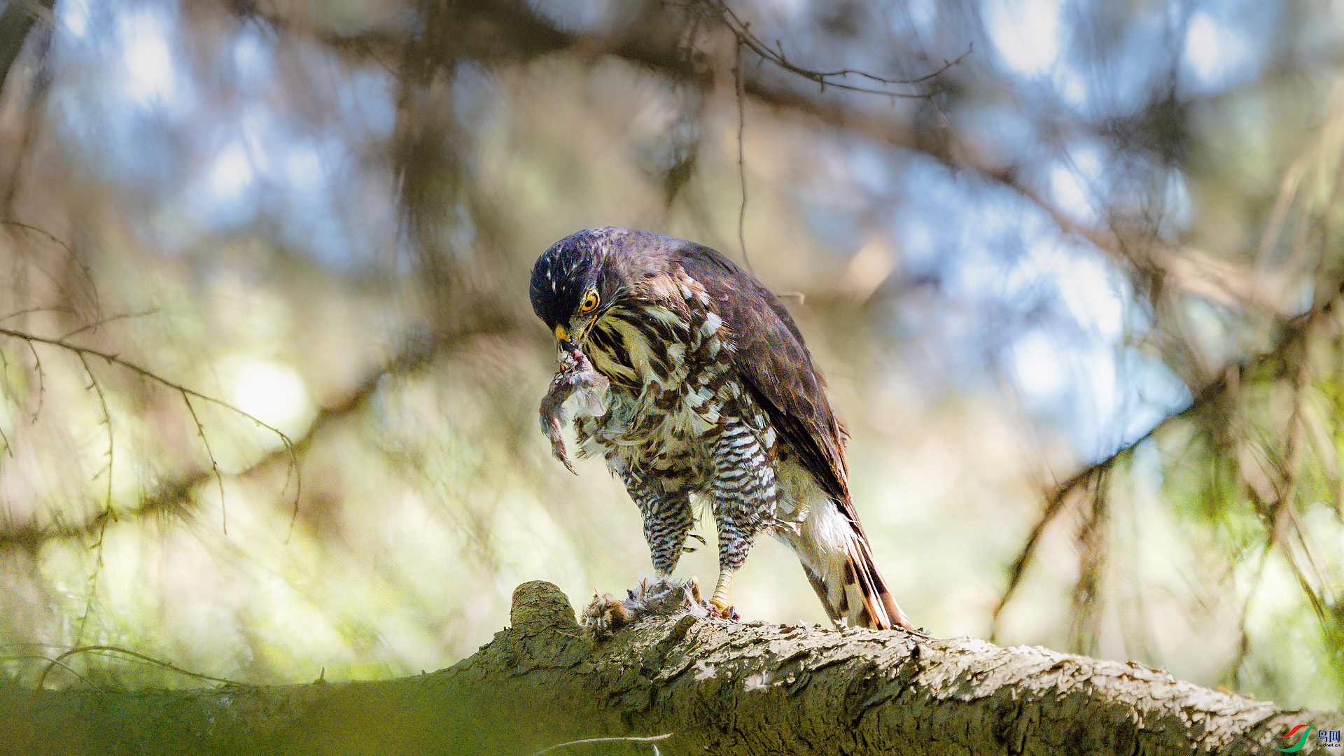 DSC_6243.jpg