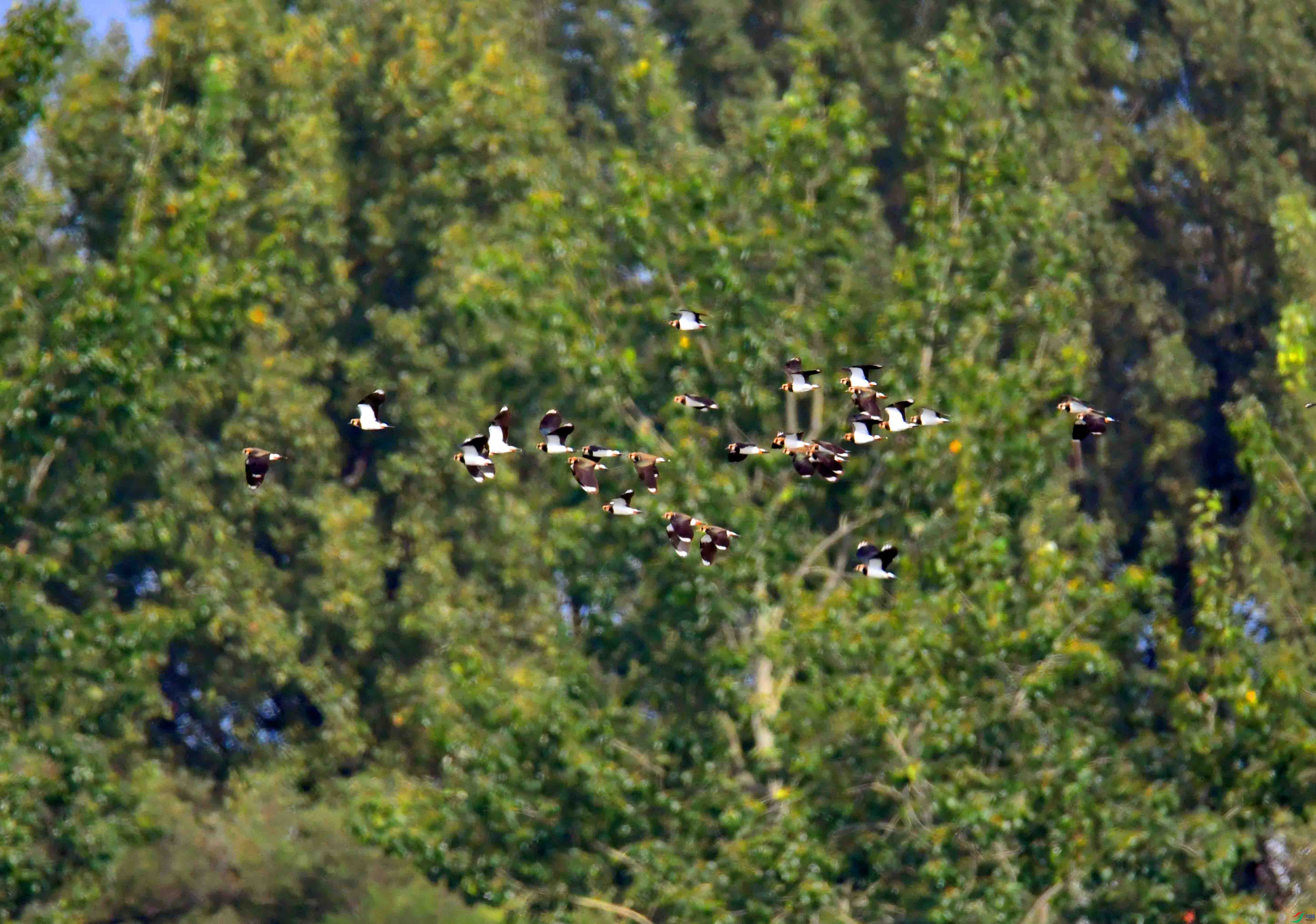 DSC_0823.JPG