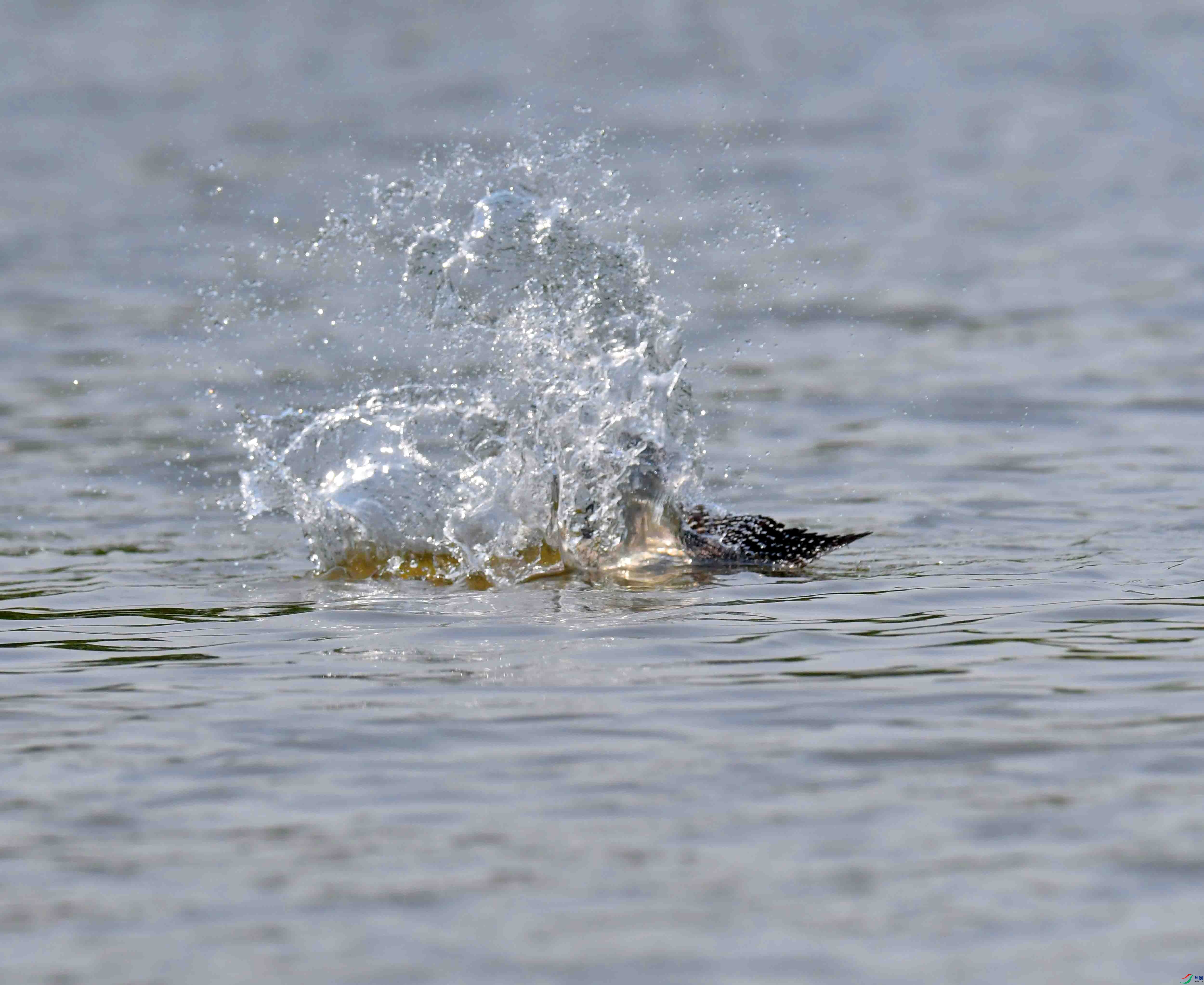 DSC_1726.JPG