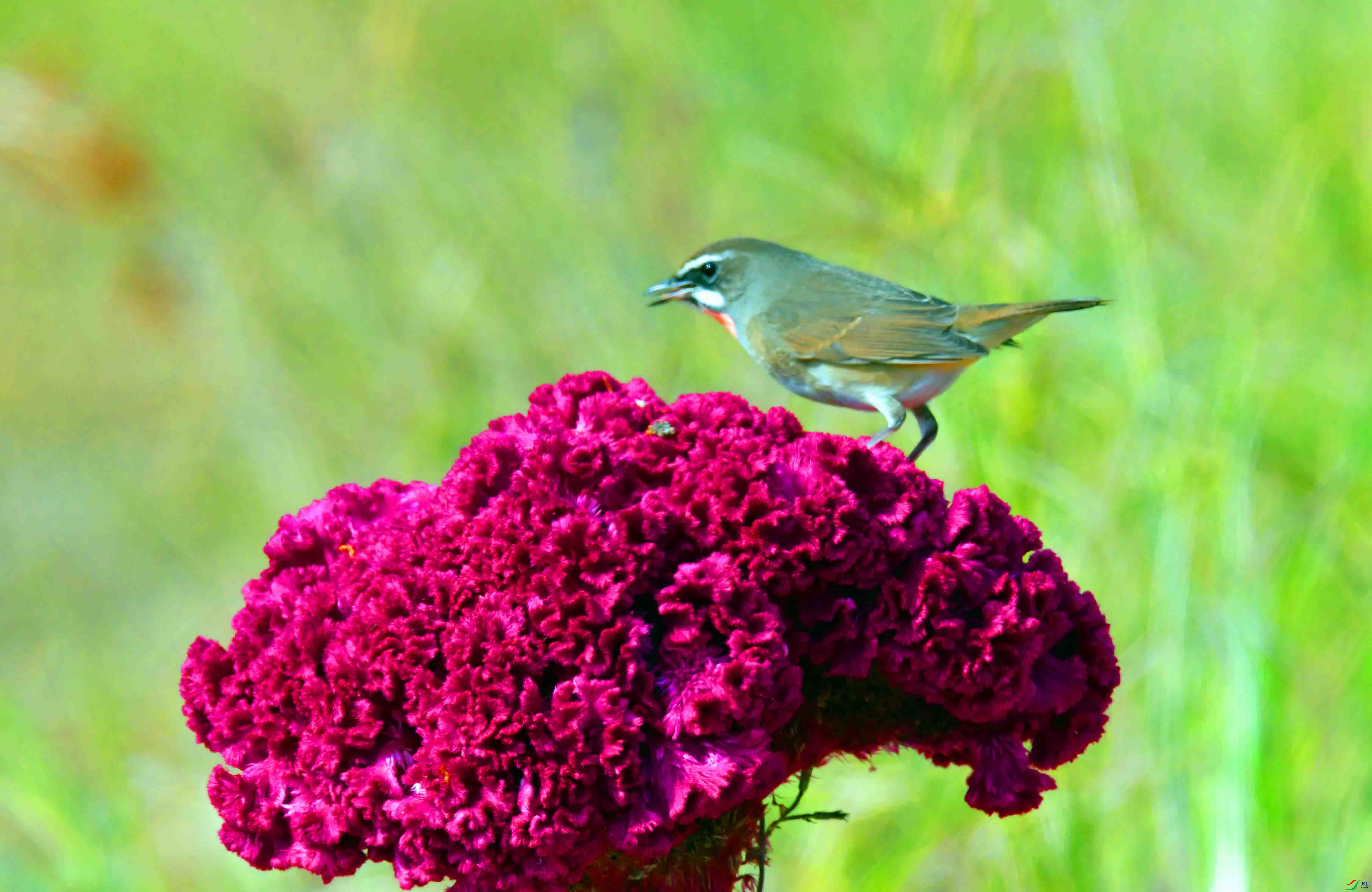 DSC_4133.JPG