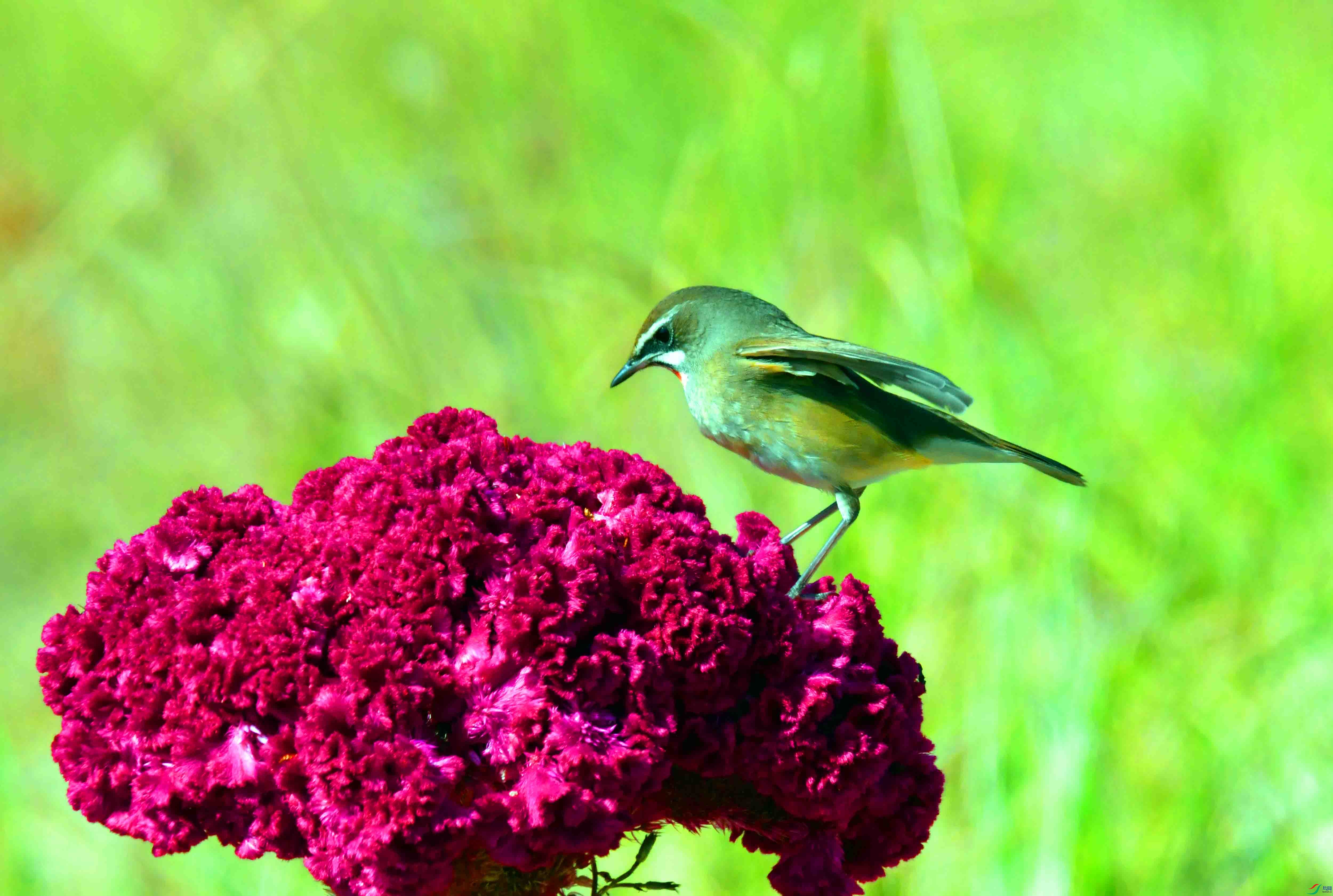 DSC_4346.JPG