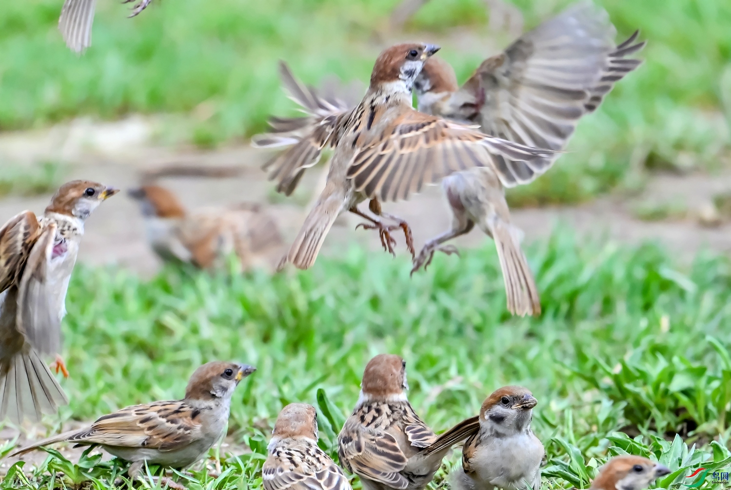 DSC_9515---_conew1.jpg