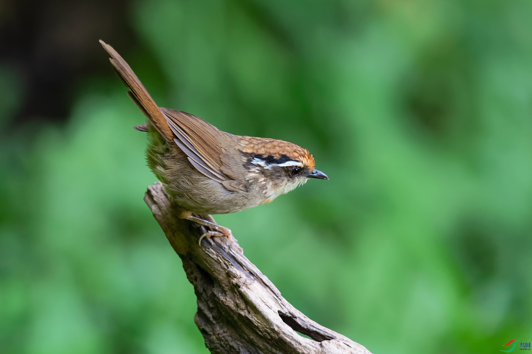 2DSC_0598_DxOa.jpg