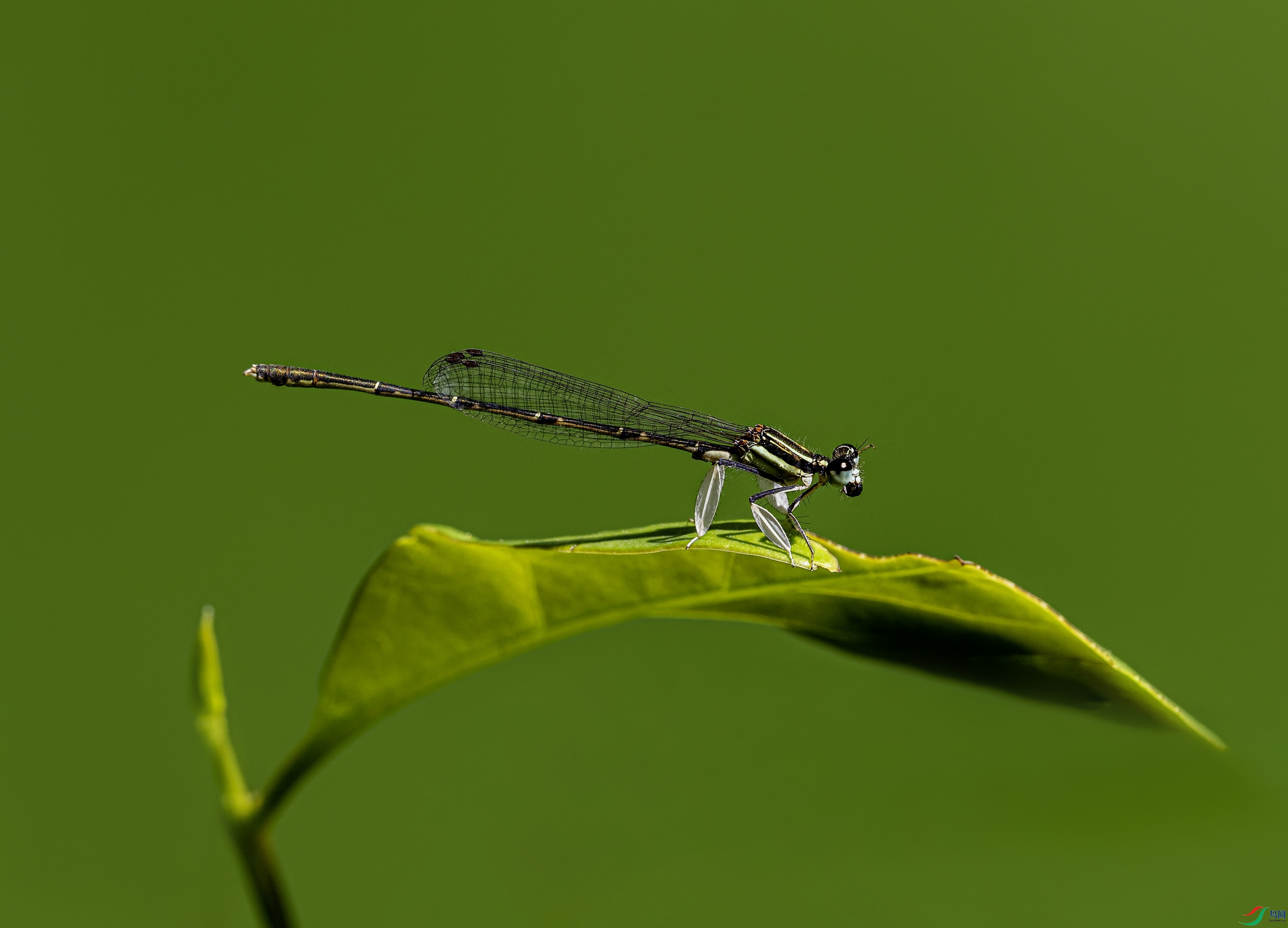���� (35)-01.jpg