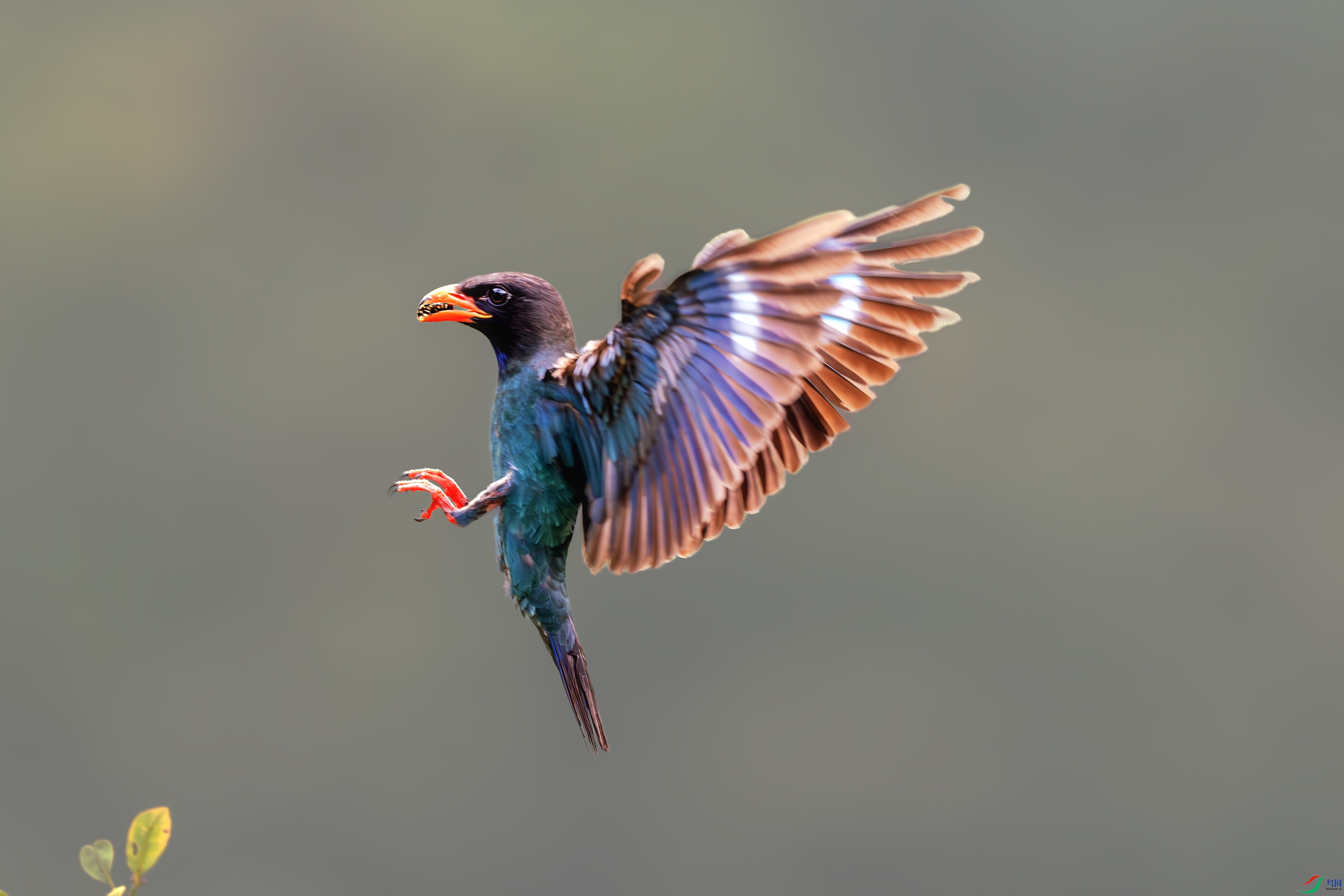 _DSC9119-����ǿ-NR ����.jpg