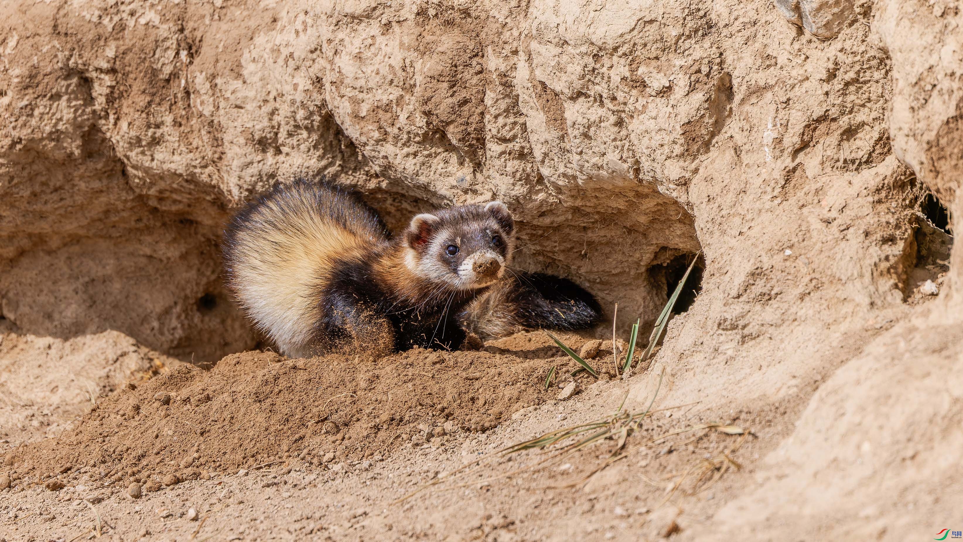 156A0126-DxO_DeepPRIME XD2s_XD.jpg