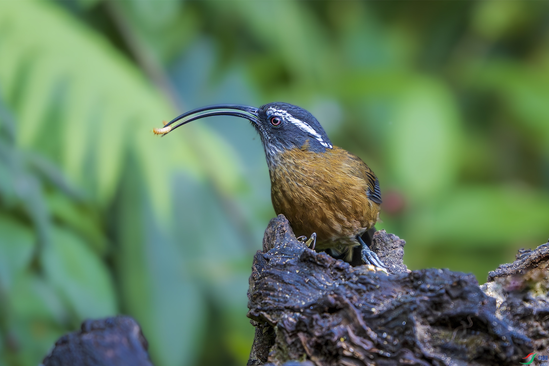 _DSC6918 ����.jpg