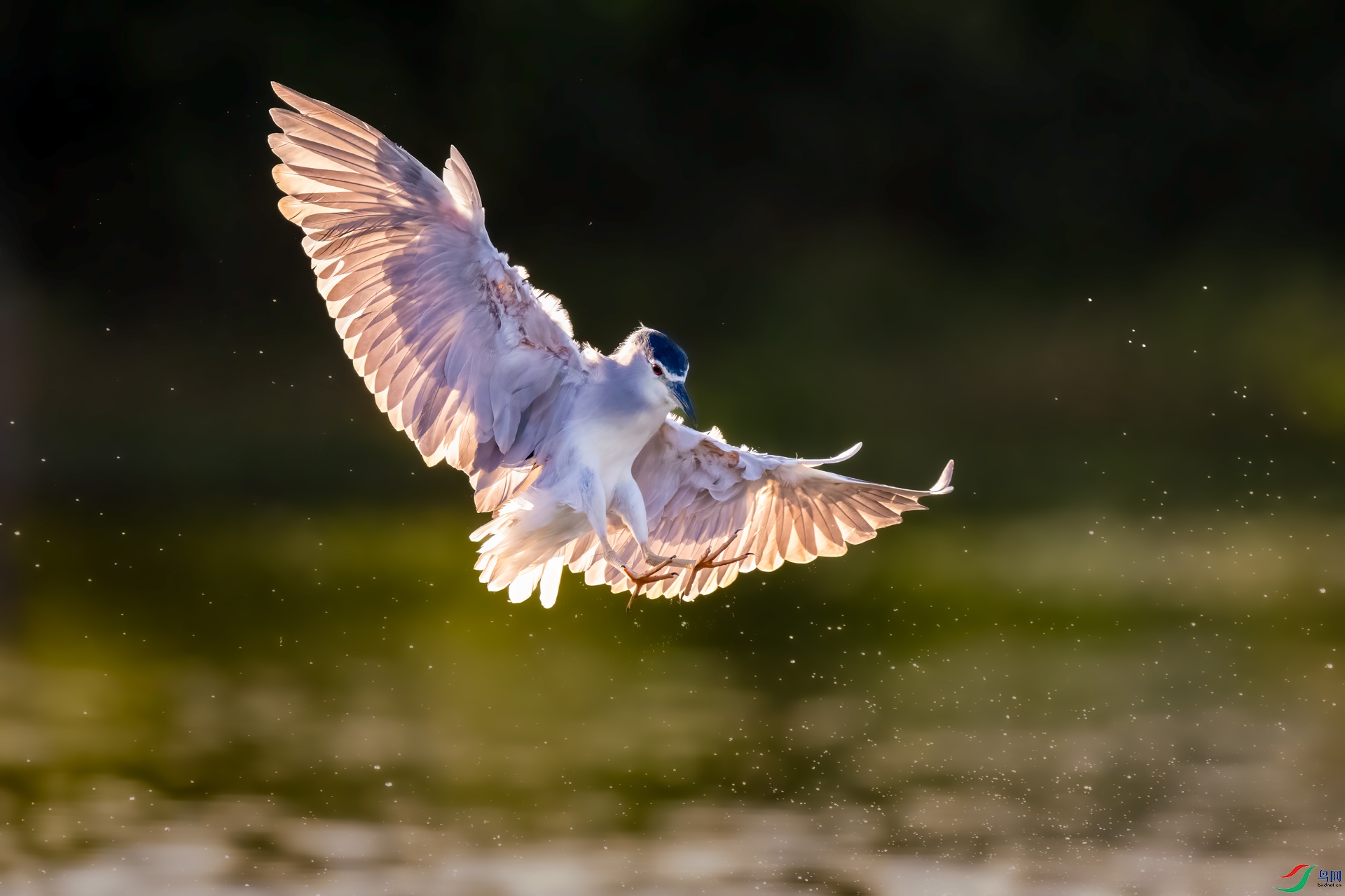 DSC_1103.jpg
