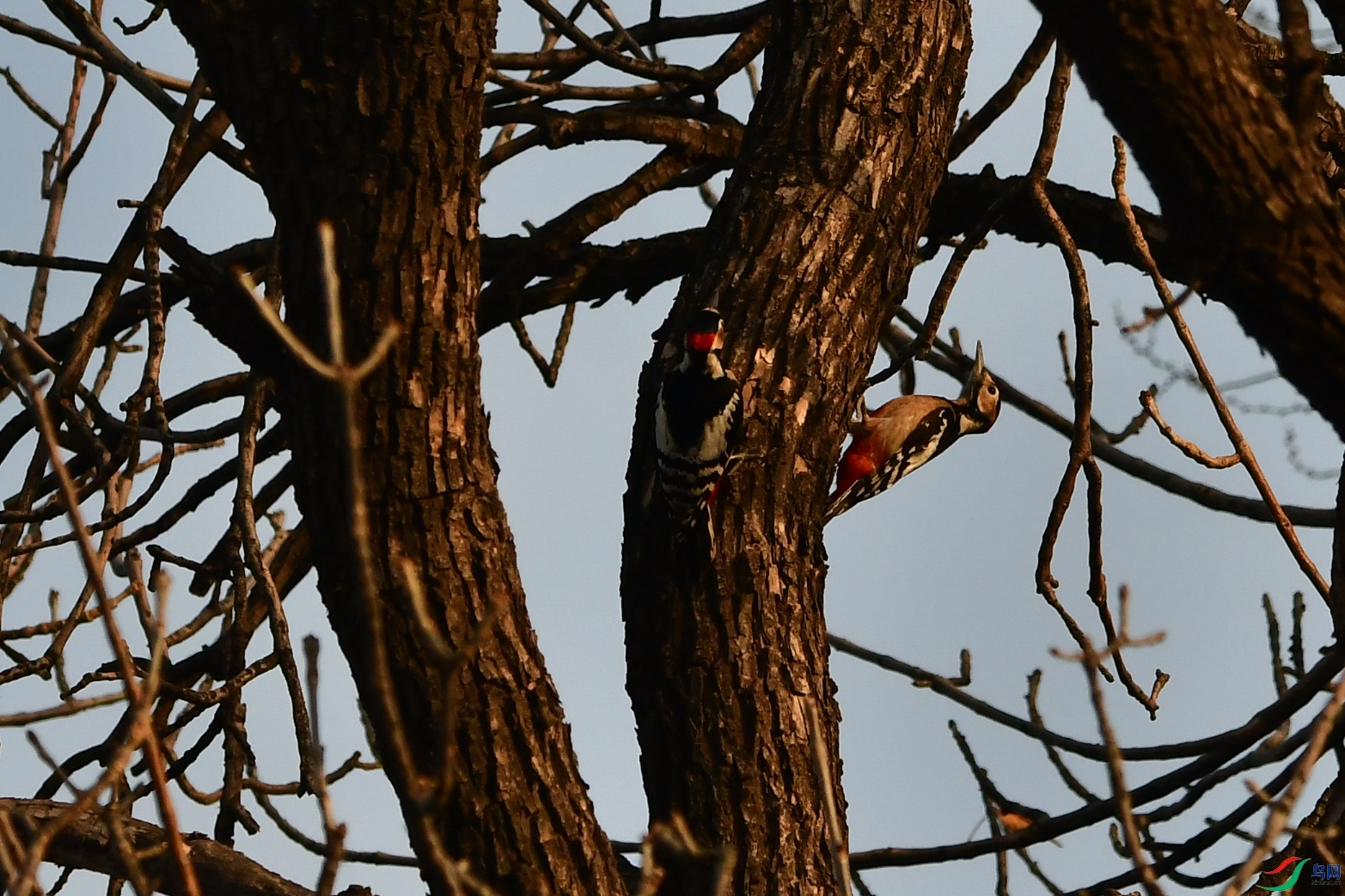 DSC_9553.JPG