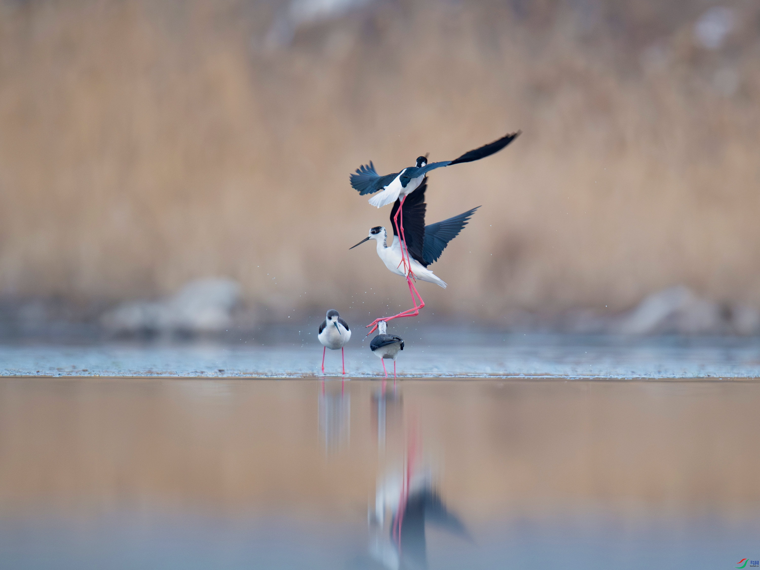 �ڳ᳤���� (5).jpg