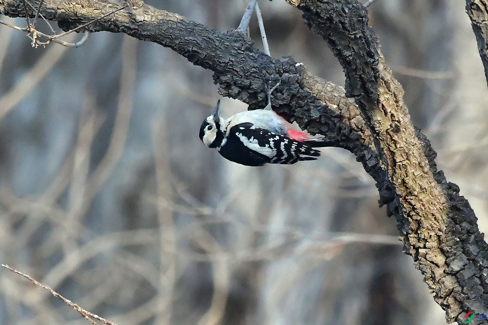 DSC_9782.JPG