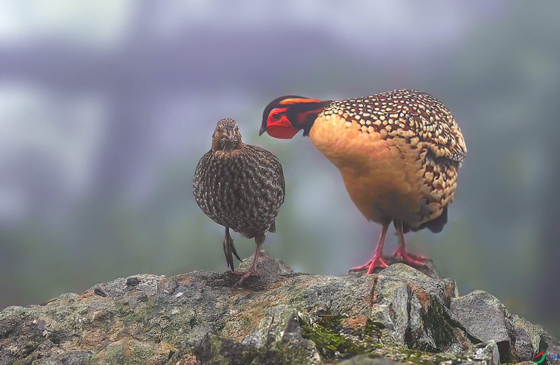 060A2900 ����-Sh---1 .jpg