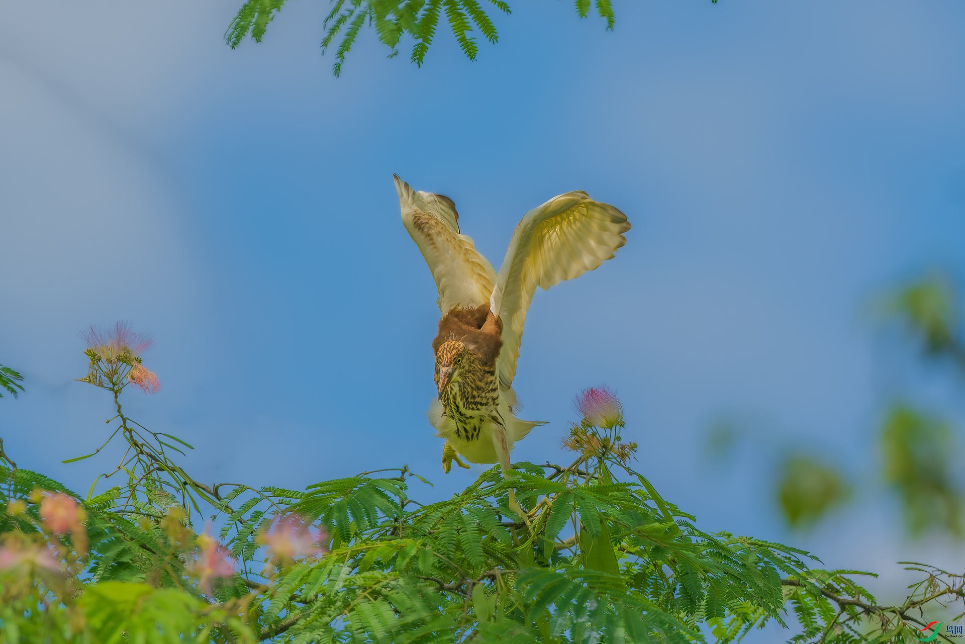 _DSC8529-NEF.jpg