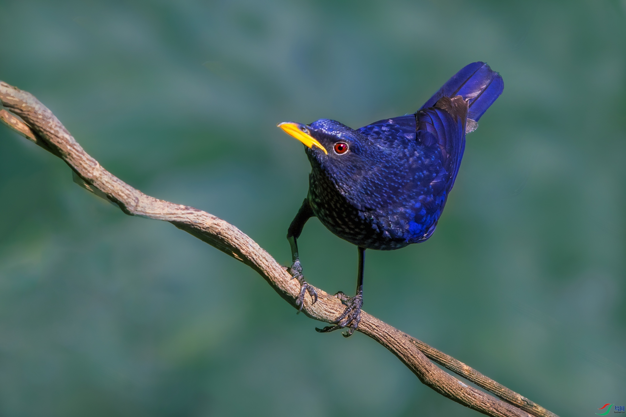 ��Х�----һչ����