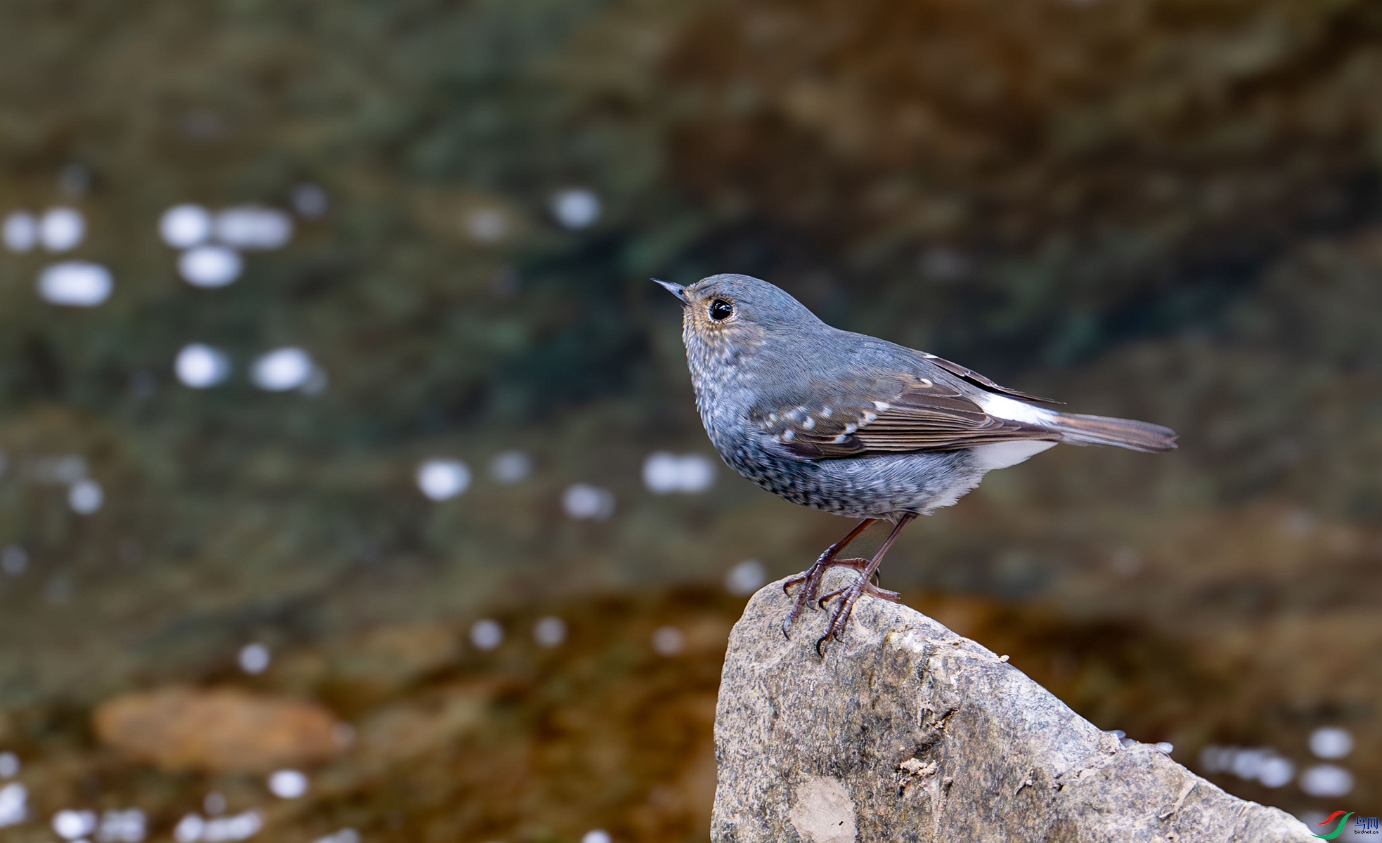 DSC_1454_����.jpg