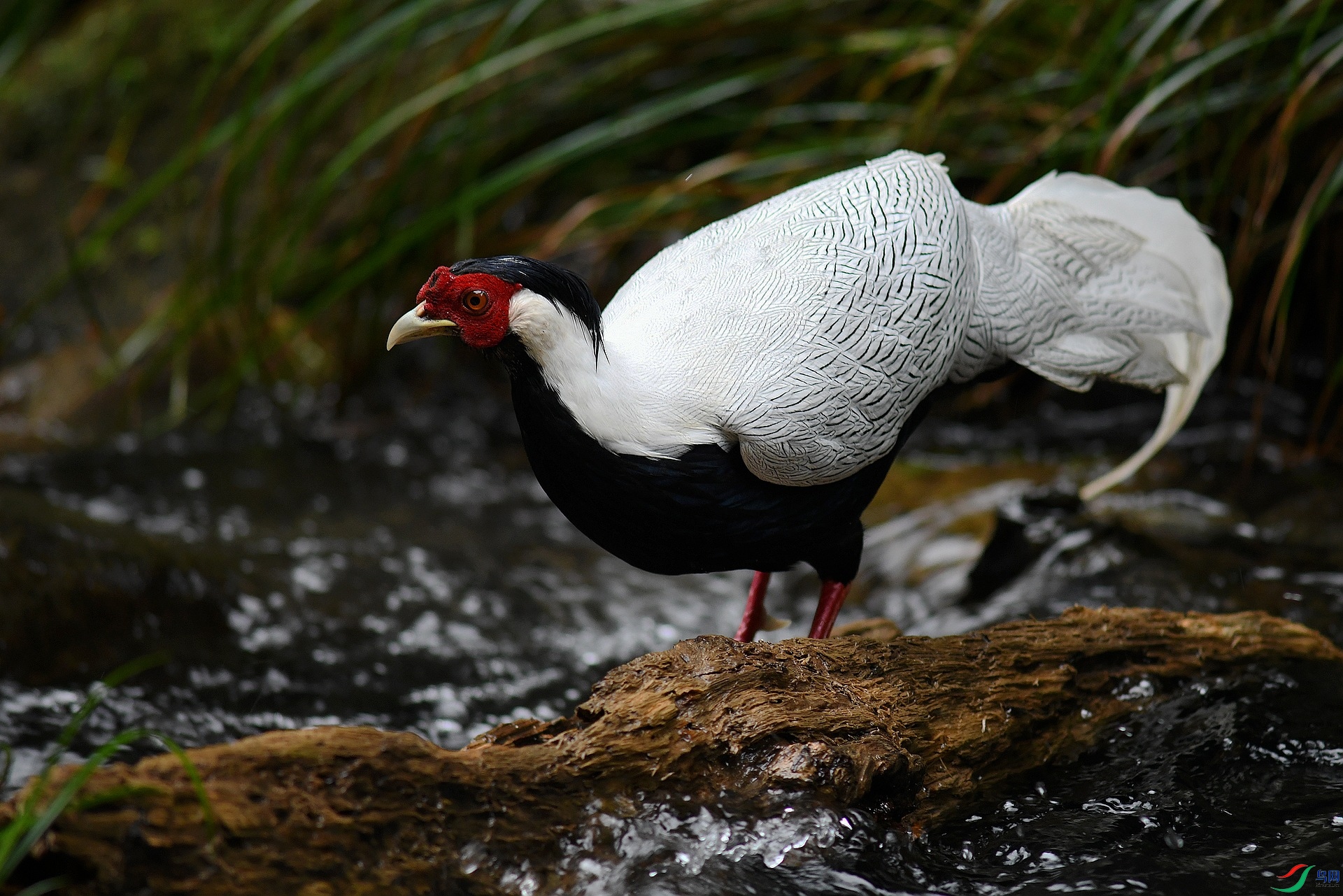 DSC_0508.jpg
