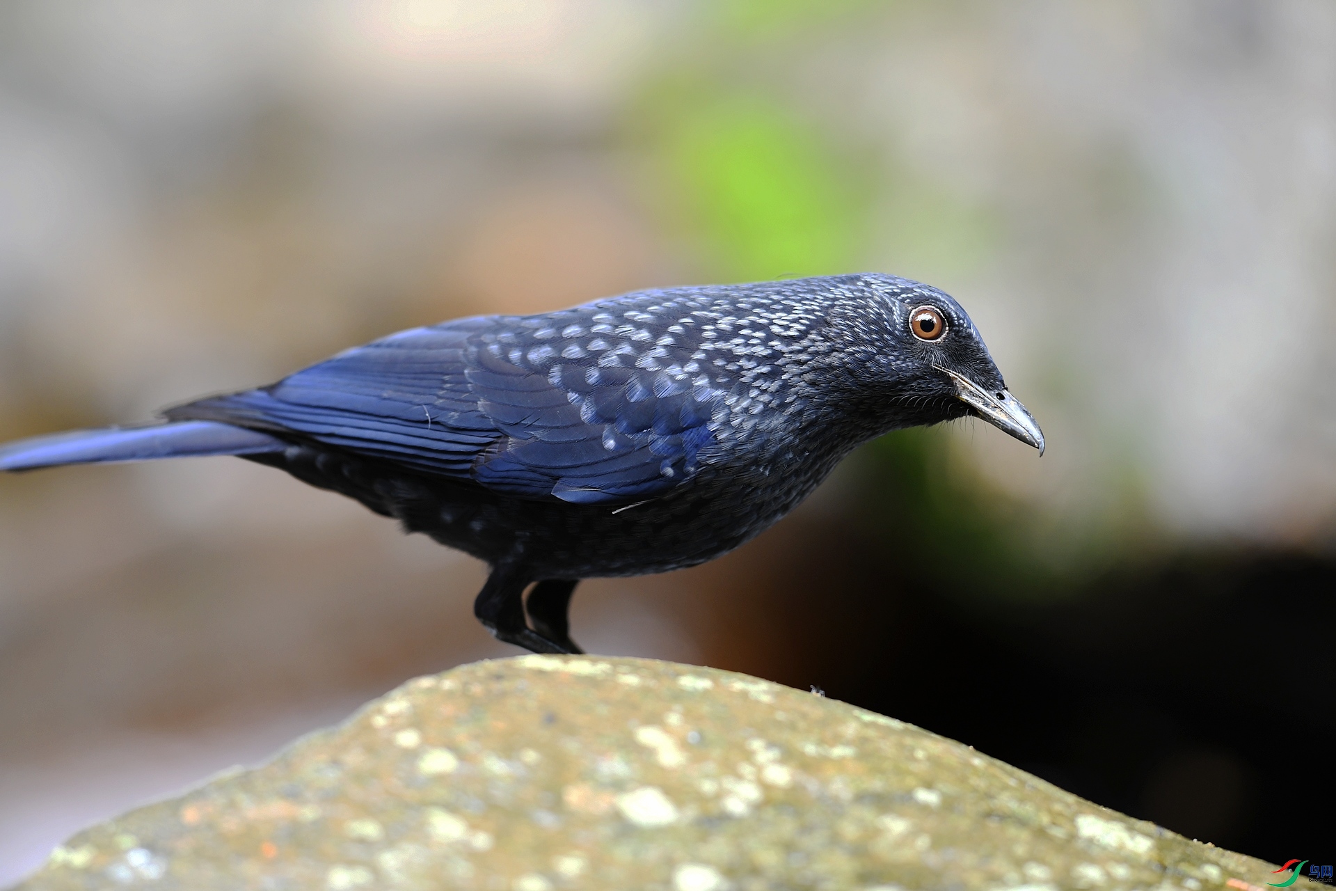 DSC_1681.jpg