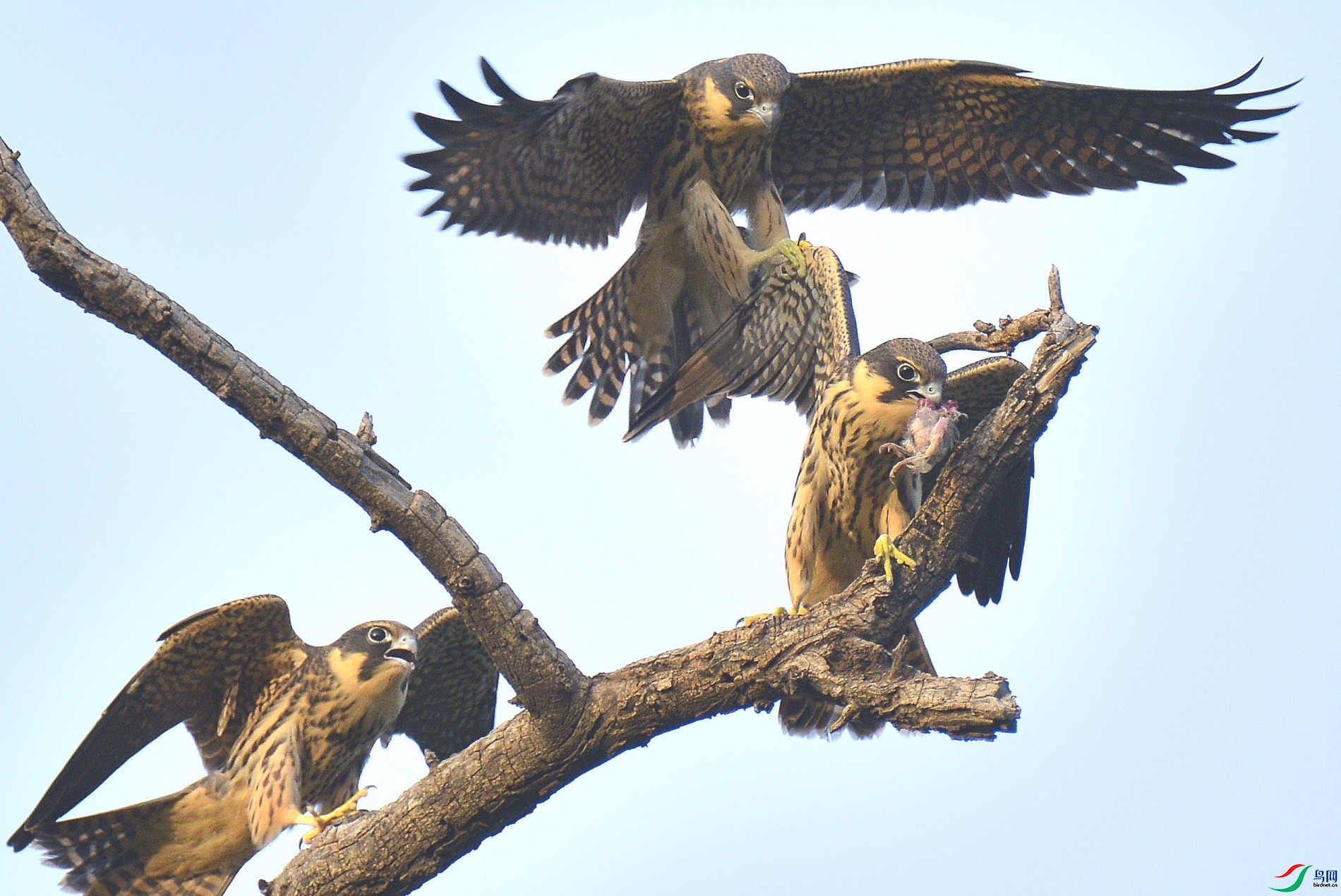 10.14 С�ﳤ������ʦ��Ʒ  ���ڶ�ʳ  �ٻ�2025��10��14�ջ�Ա��ҳ����.jpg