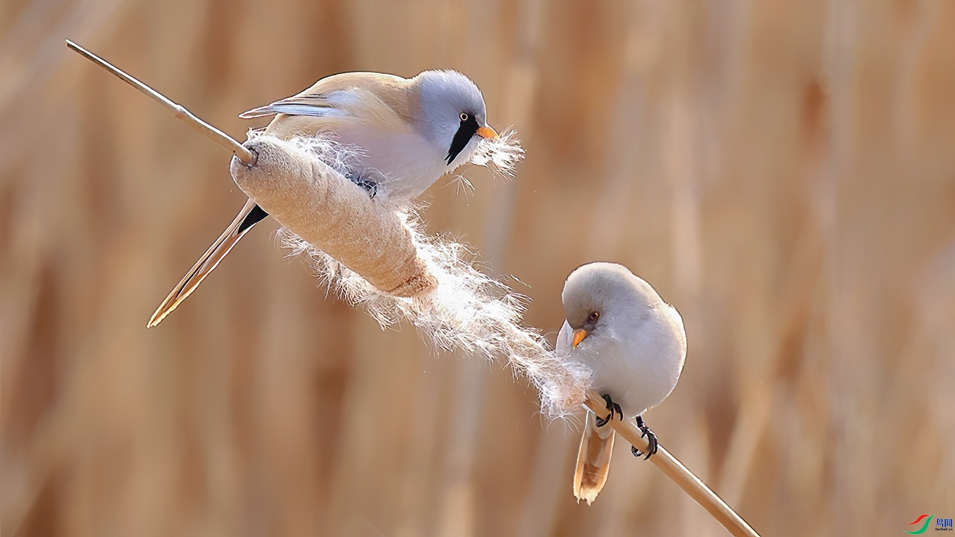 10.17 ���ͼ���ʦ��Ʒ  ������  �ٻ�2025��10��17�ջ�Ա��ҳ����.jpg