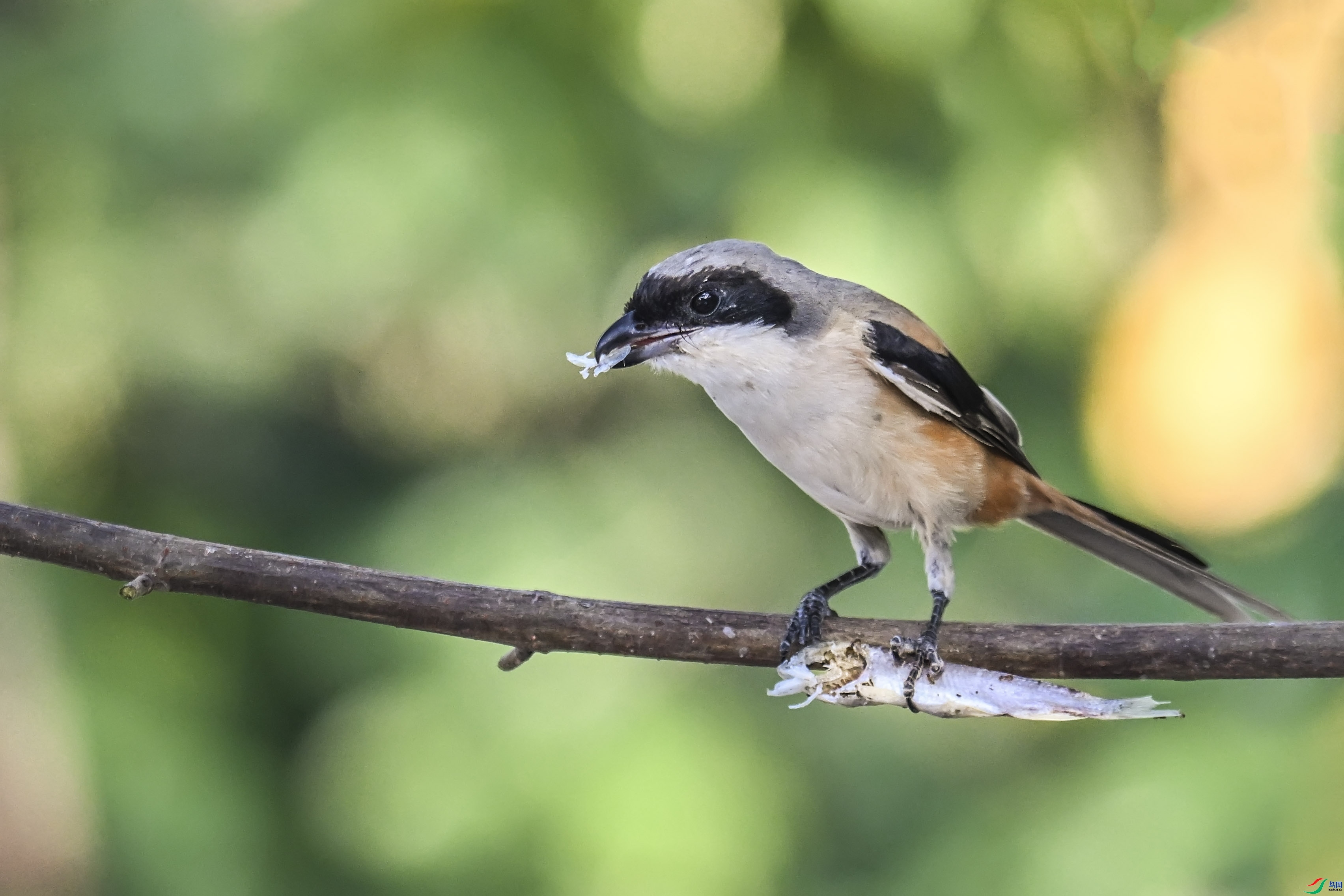 10.18 ���綫��ʦ��Ʒ  �����ζ  �ٻ�2025��10��18�ջ�Ա��ҳ����.jpg