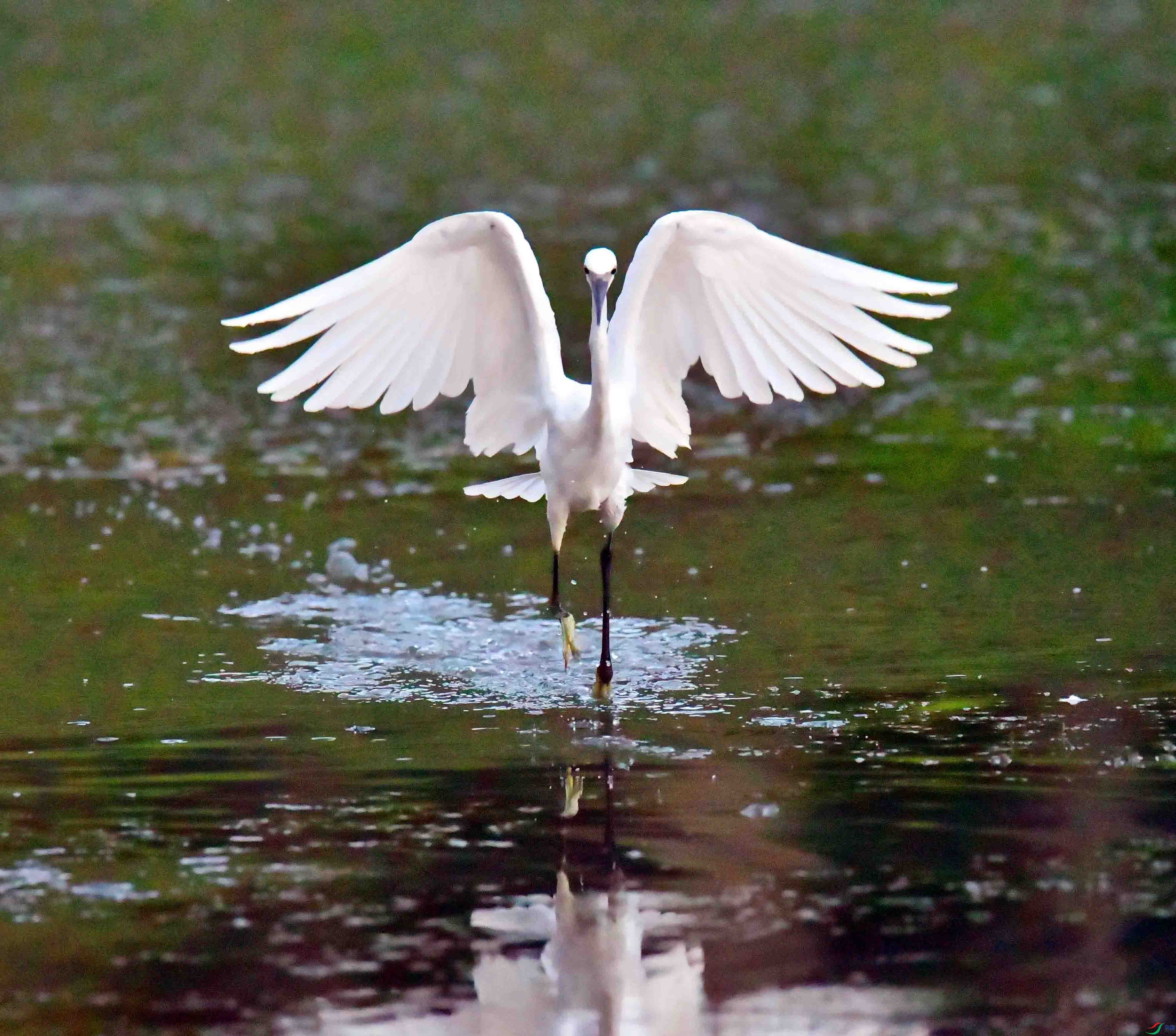 DSC_0878.JPG