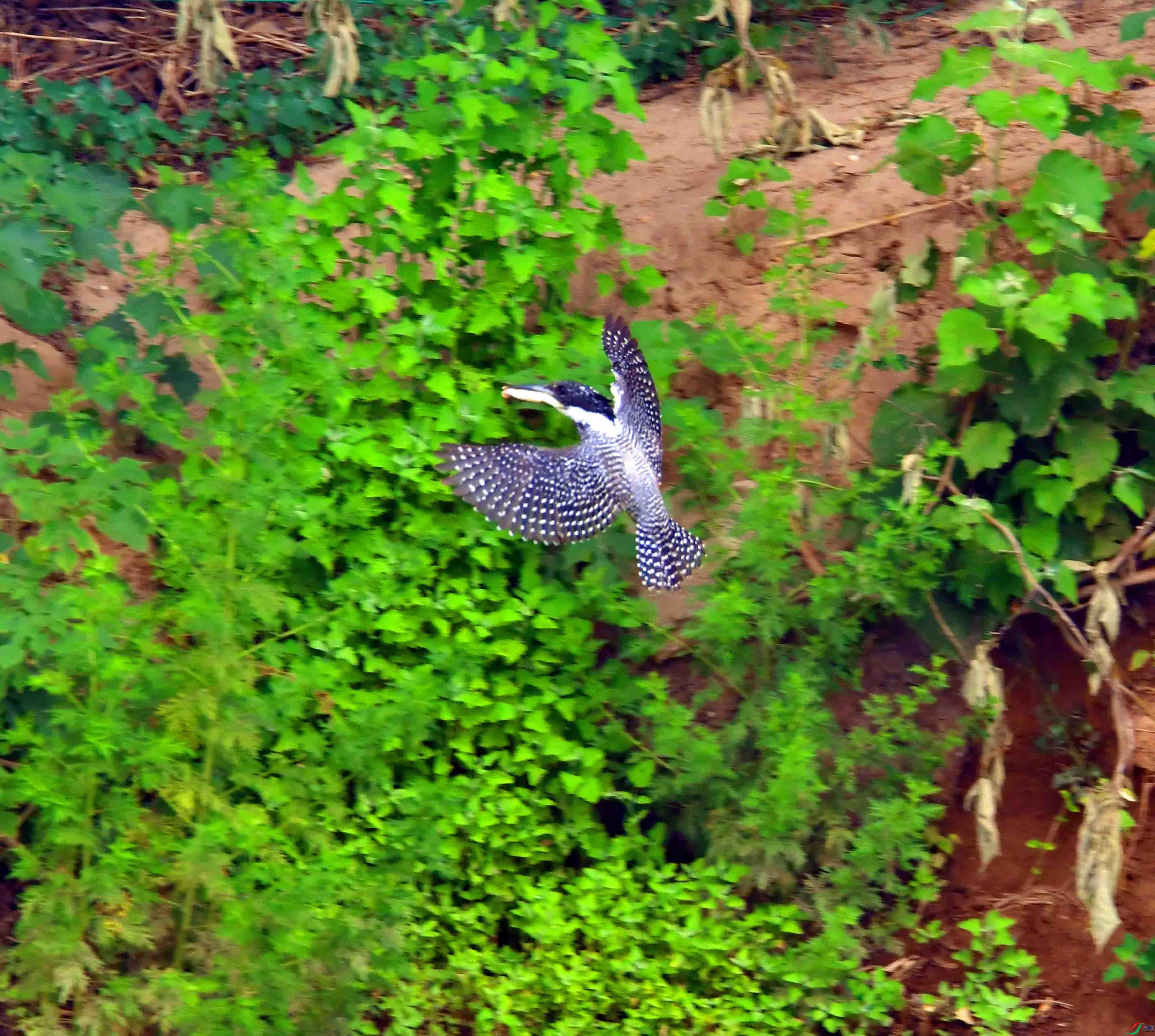 DSC_0199.JPG