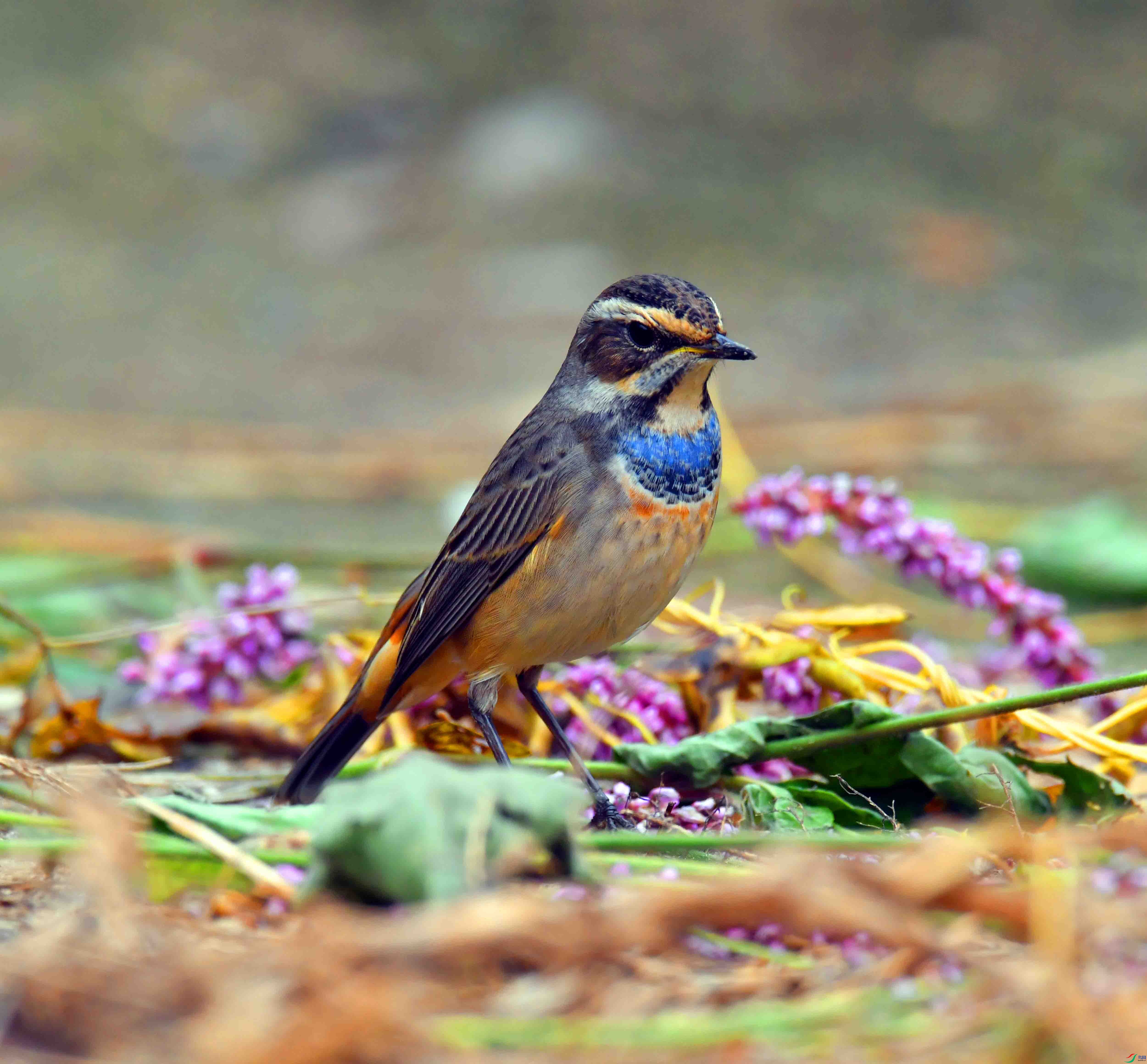 DSC_3590.JPG