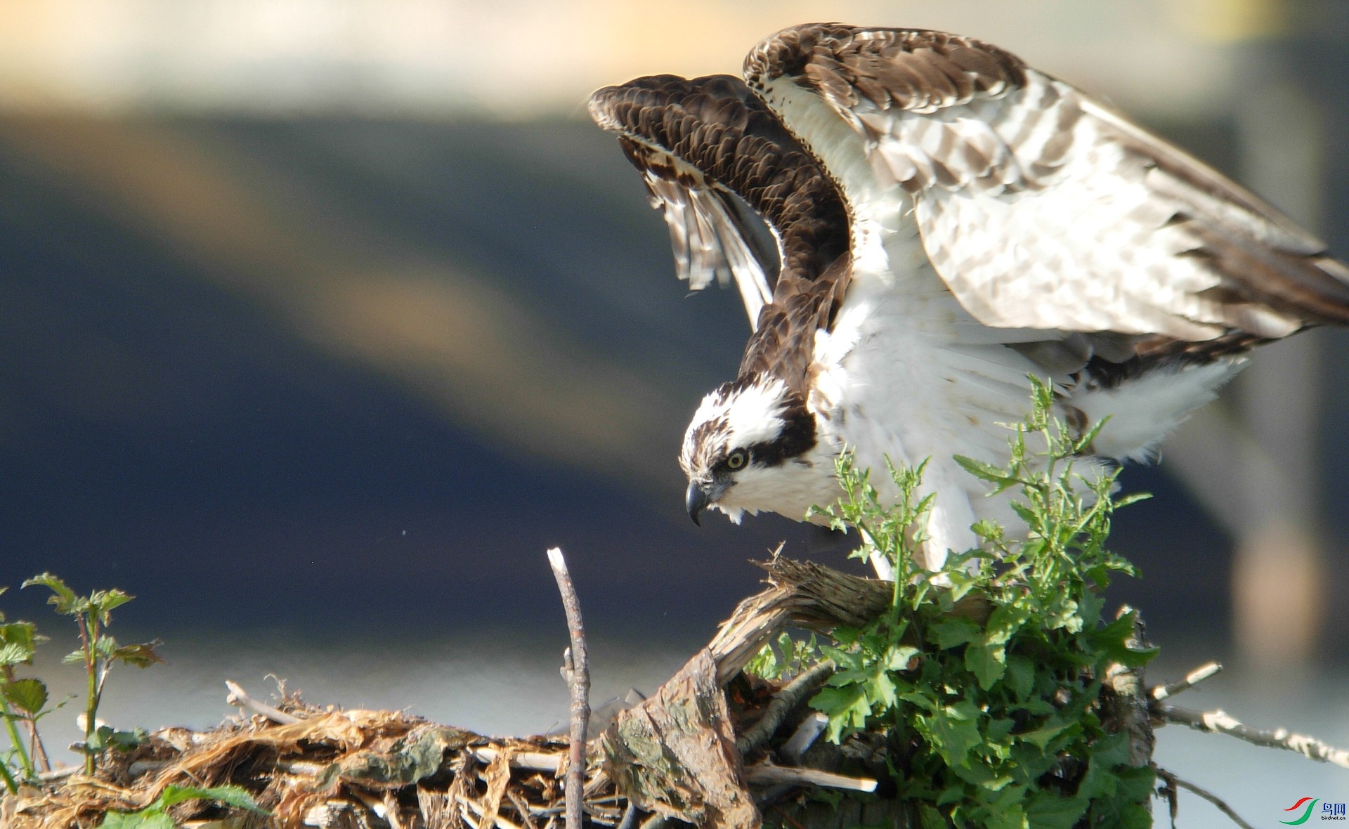 Nikon P4 + 80ED sportoscope