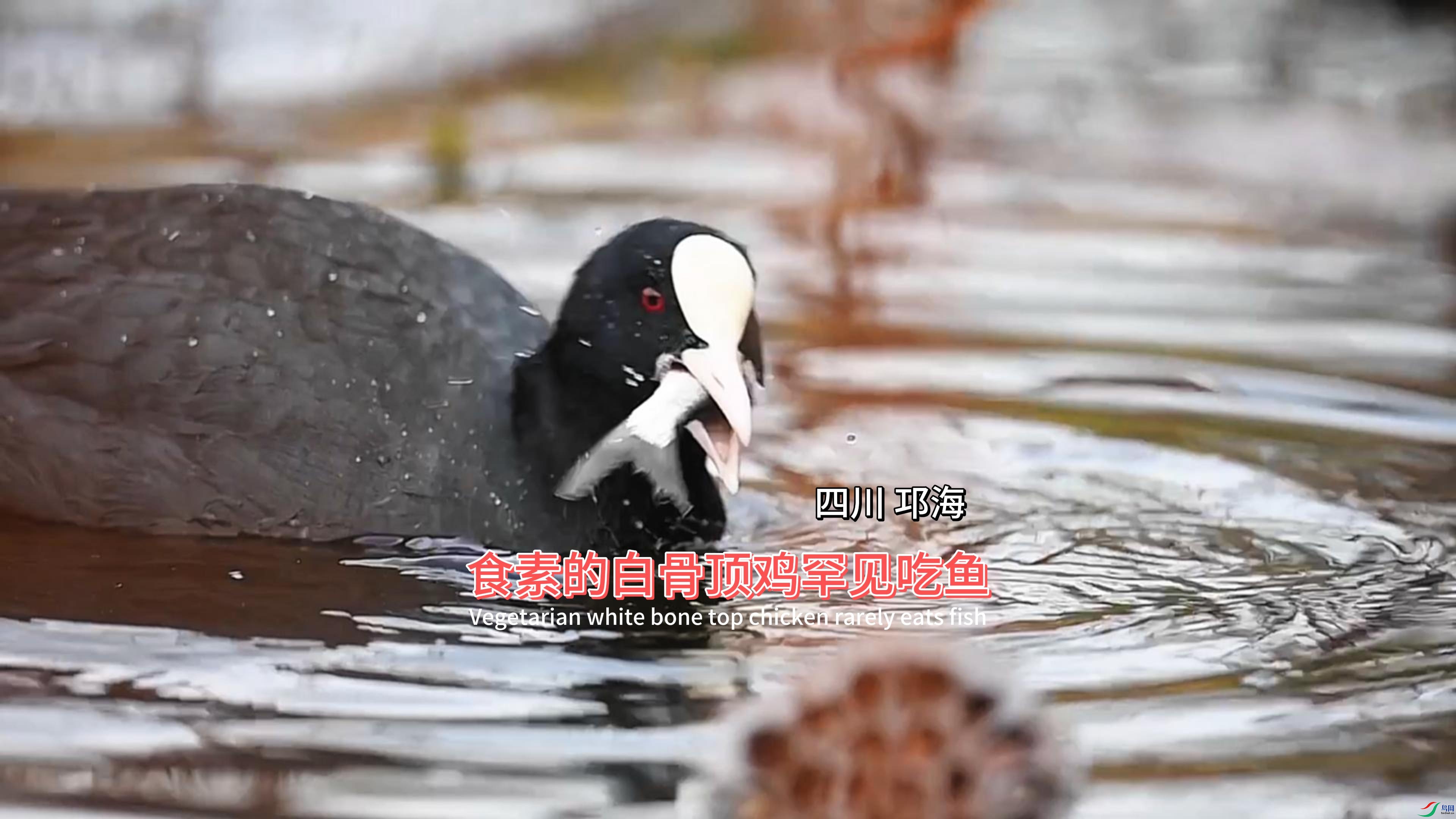 �Ĵ� ���� ʳ�صİ׹Ƕ�����������-����.jpg